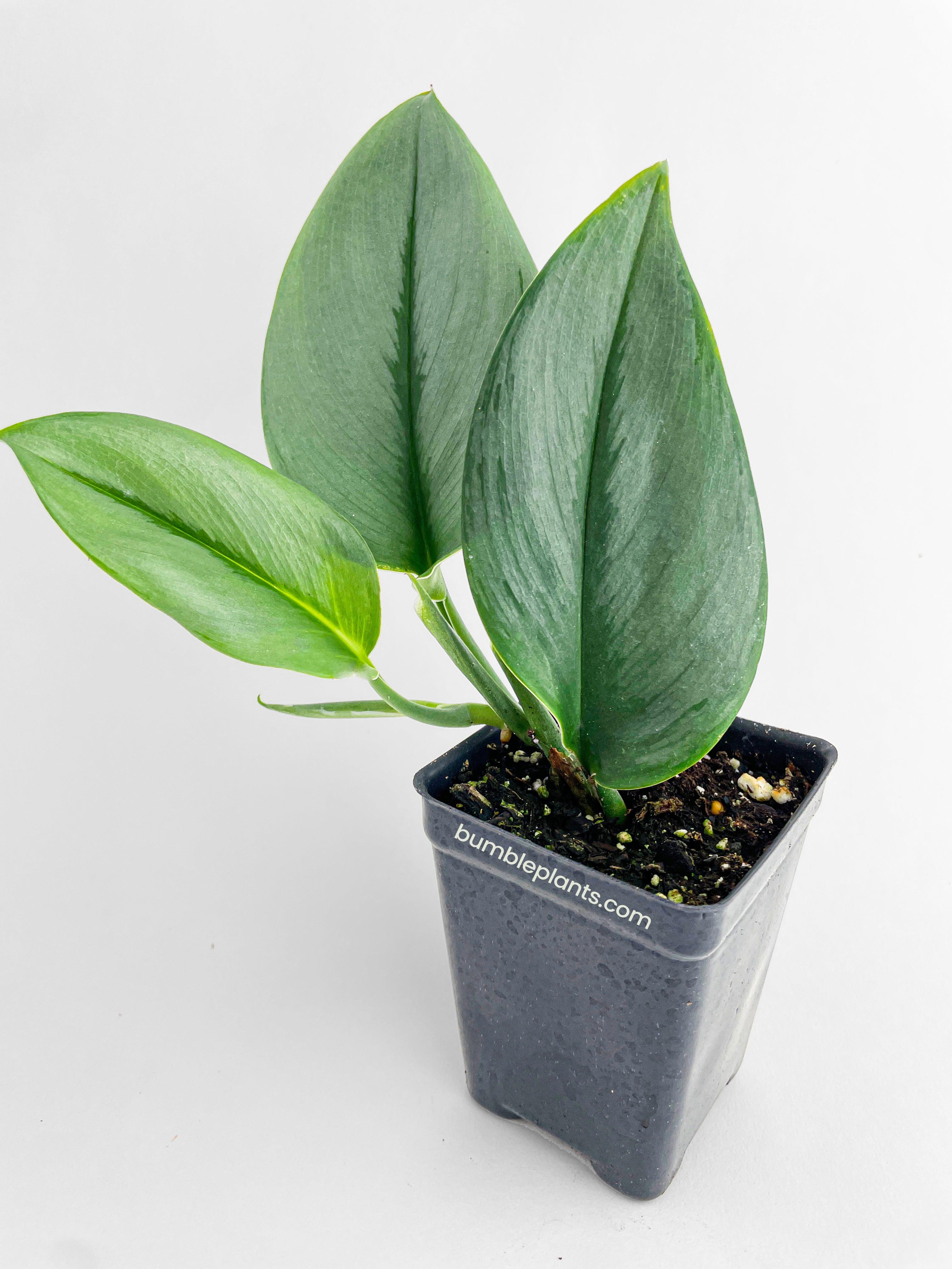 Scindapsus Treubii Moonlight