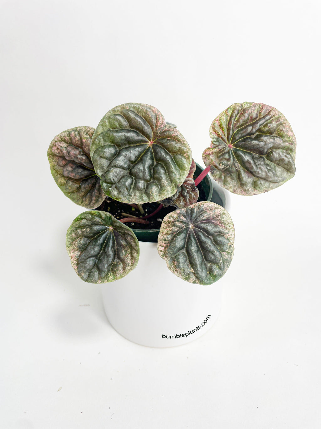 Peperomia Caperata 'Abricos'
