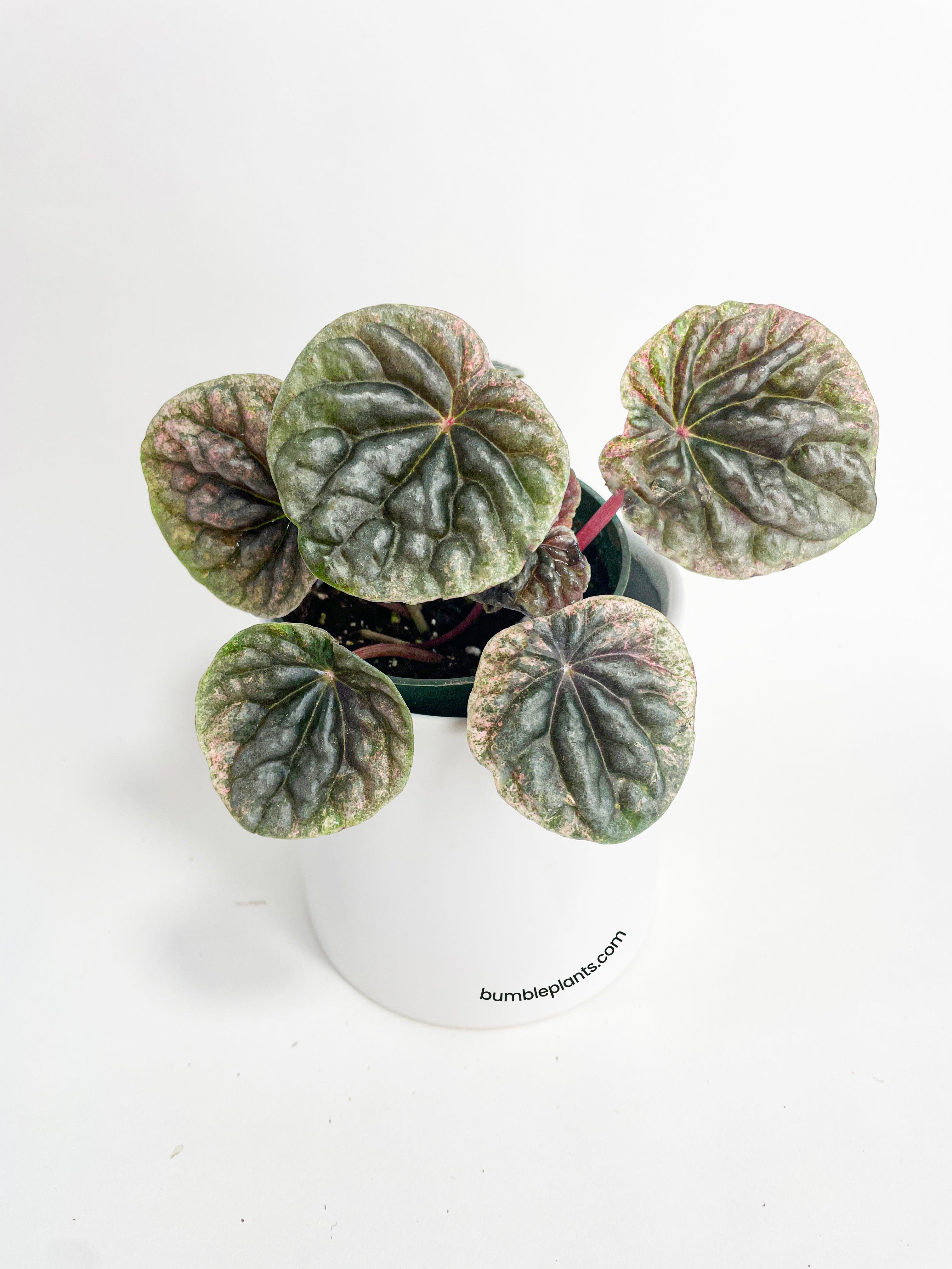 Peperomia Caperata 'Abricos'