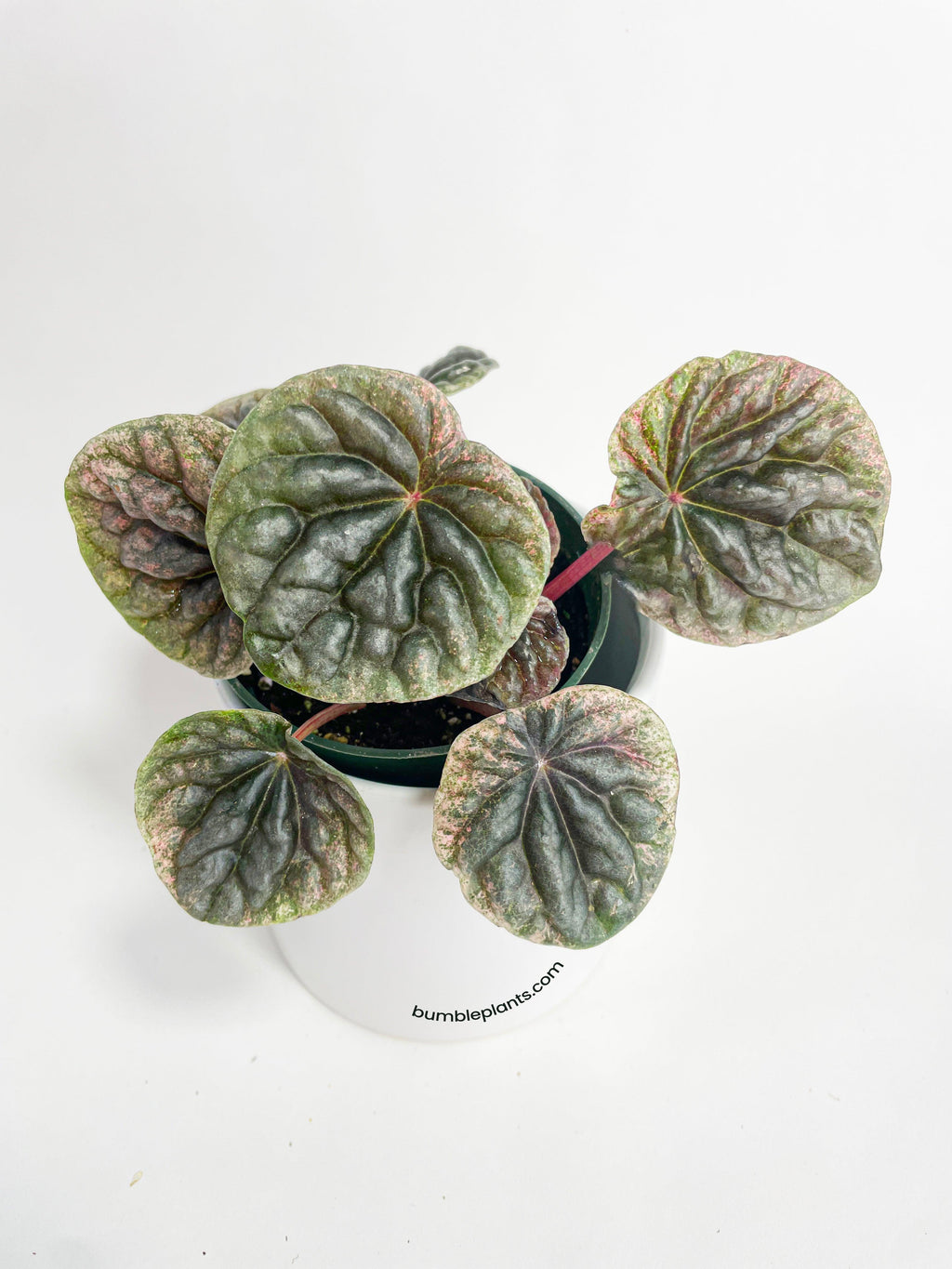Peperomia Caperata 'Abricos'
