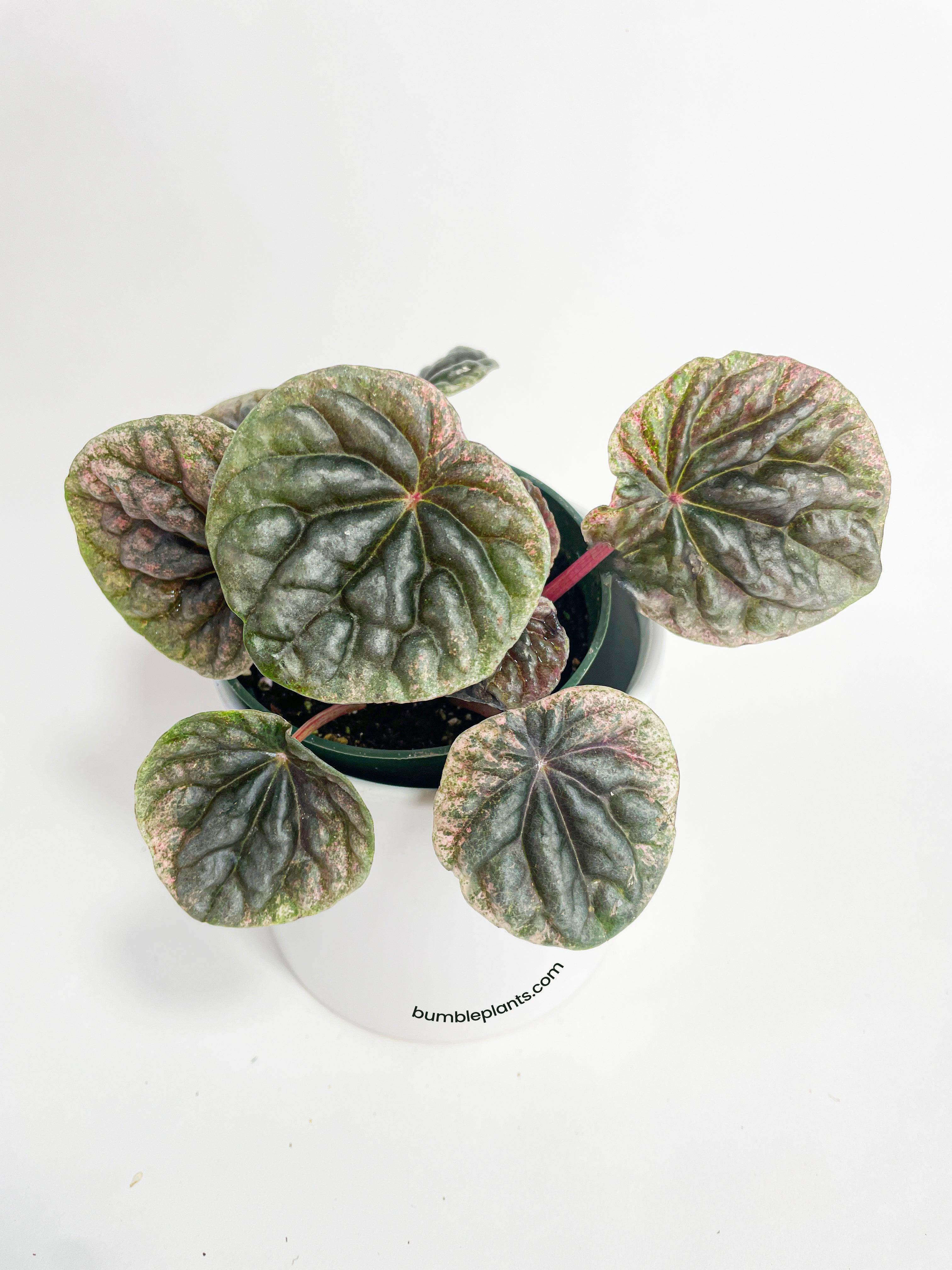 Peperomia Caperata 'Abricos'