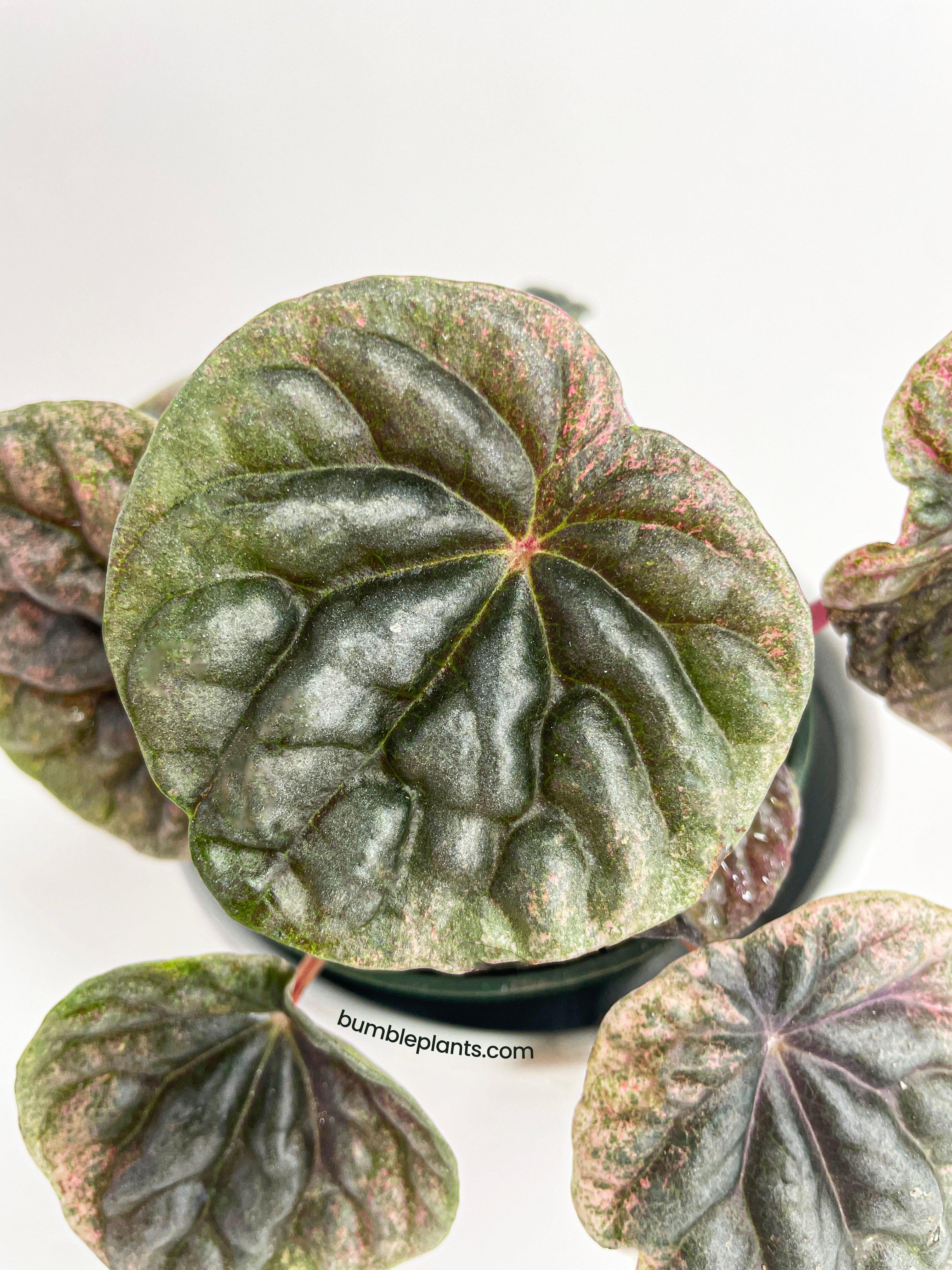 Peperomia Caperata 'Abricos'