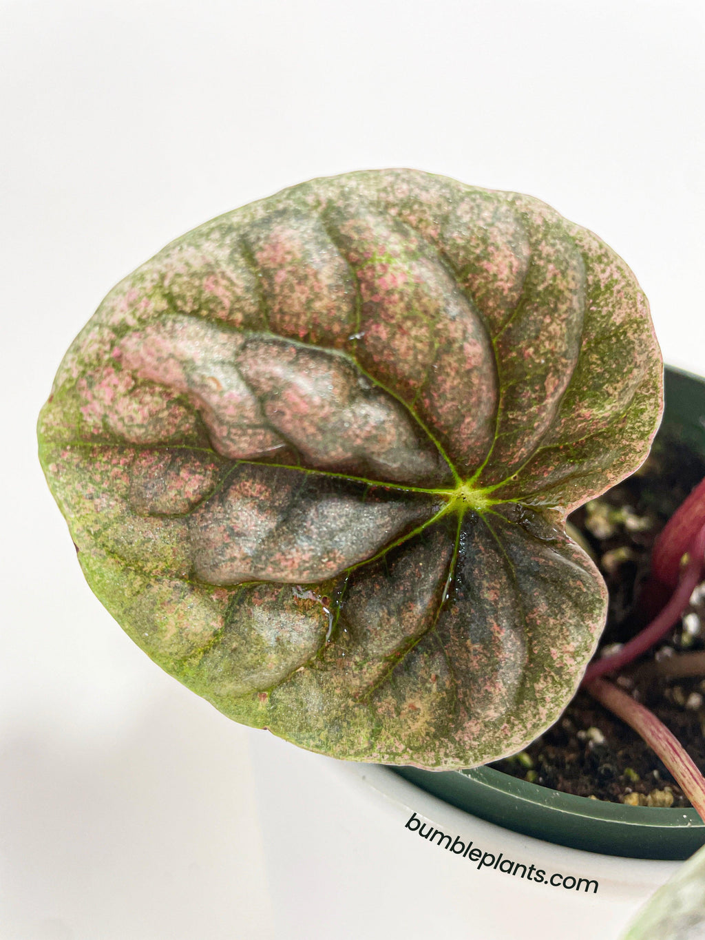 Peperomia Caperata 'Abricos'