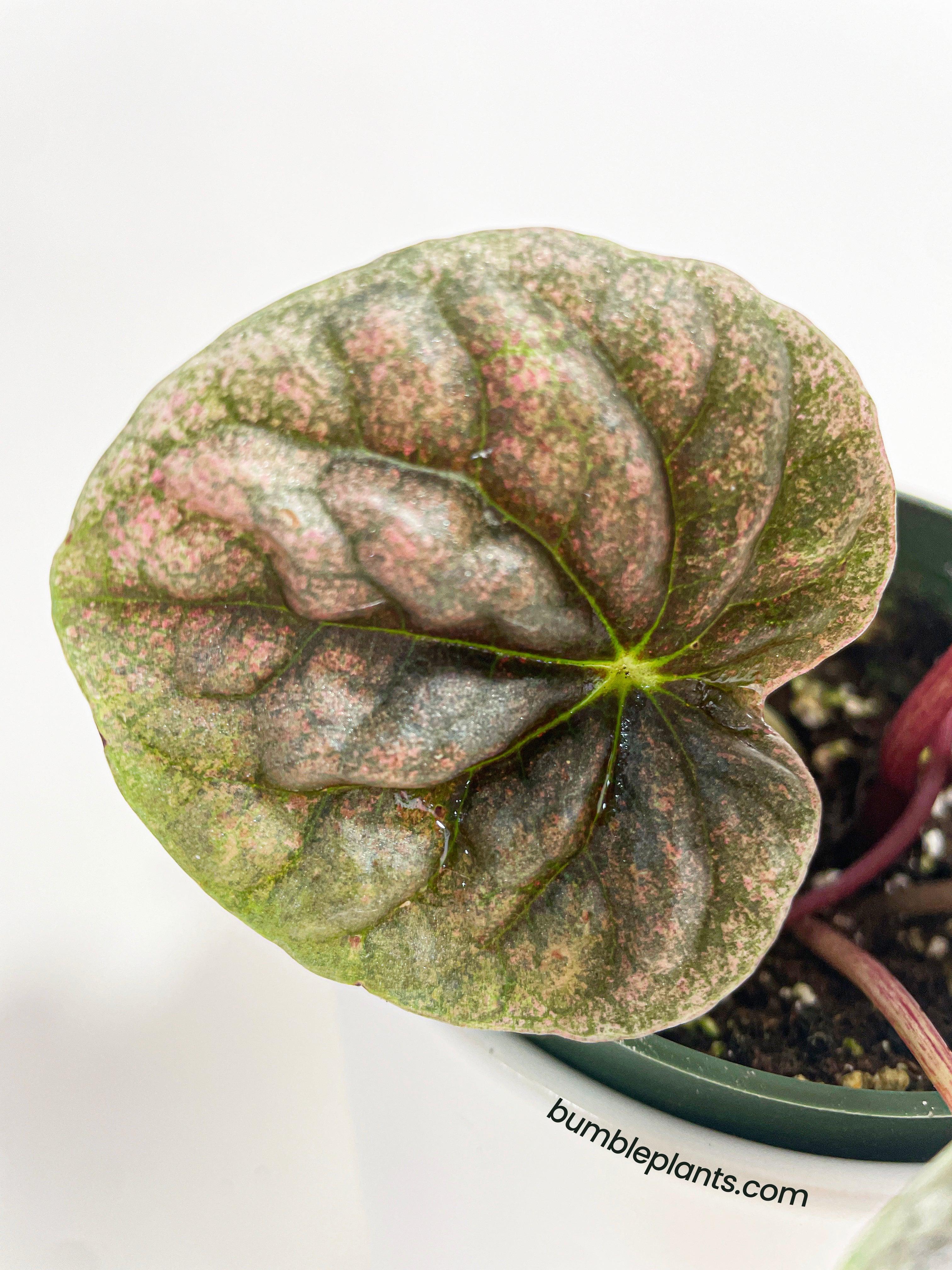 Peperomia Caperata 'Abricos'