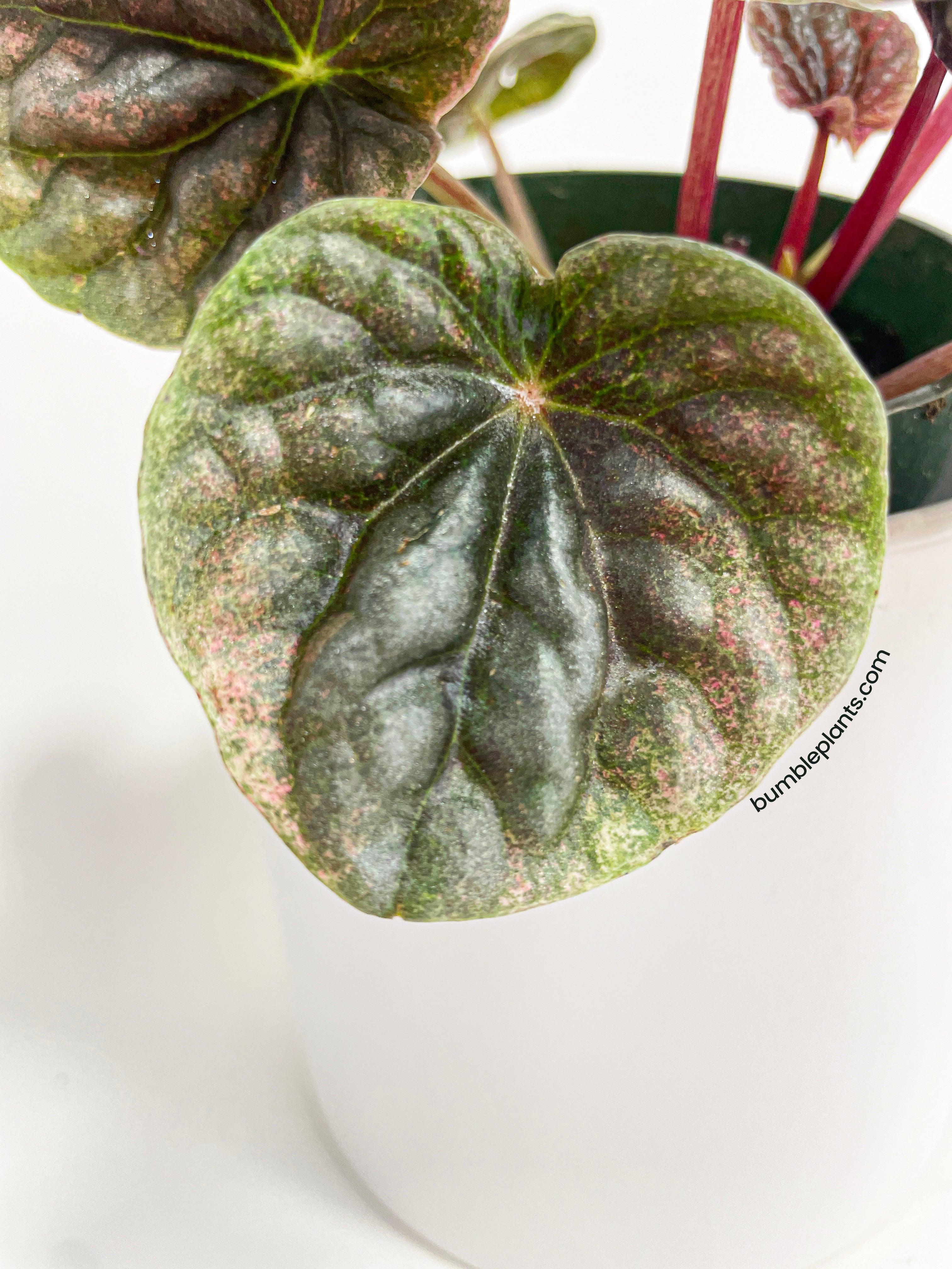 Peperomia Caperata 'Abricos'