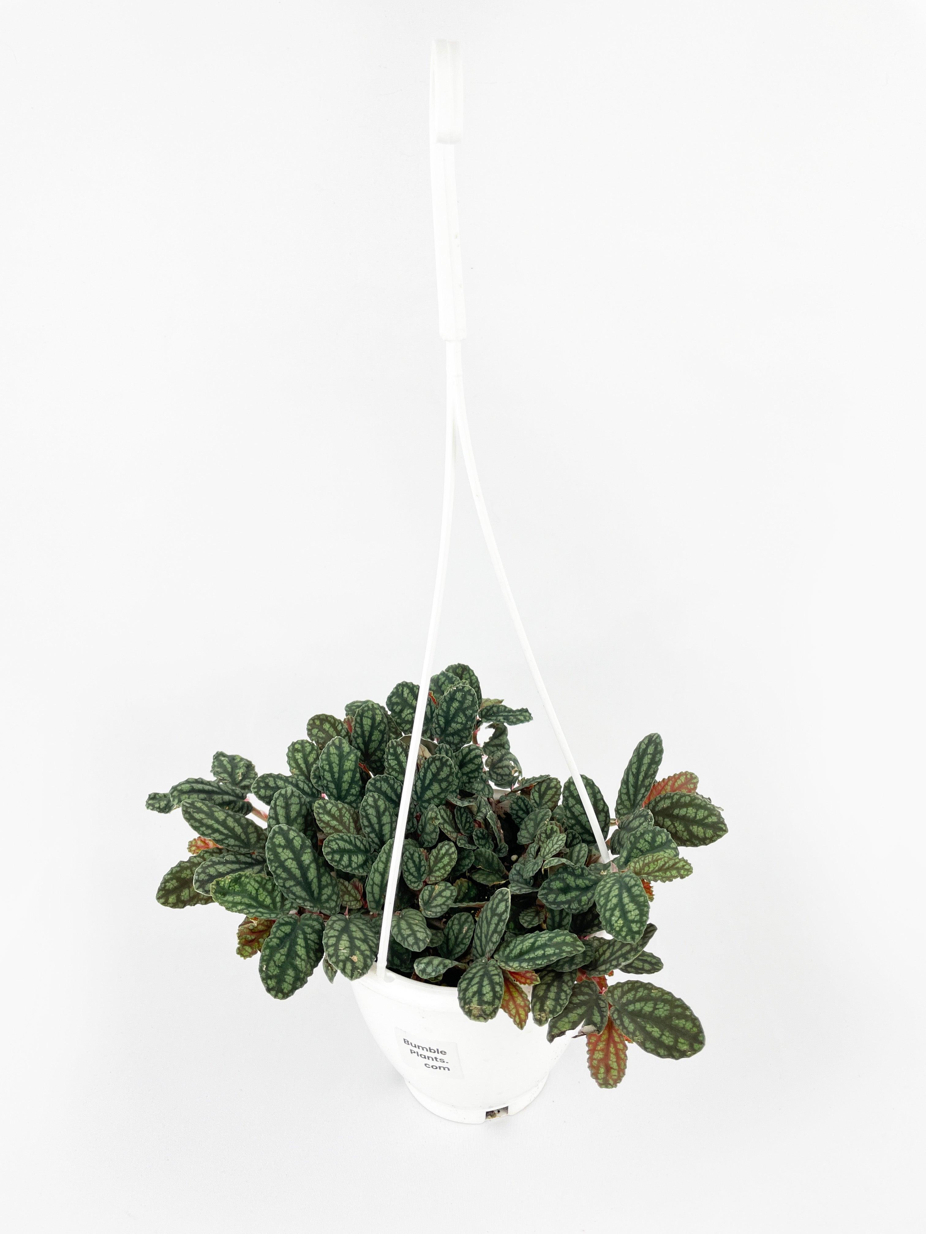 Watermelon Begonia (Pellionia Pulchra)