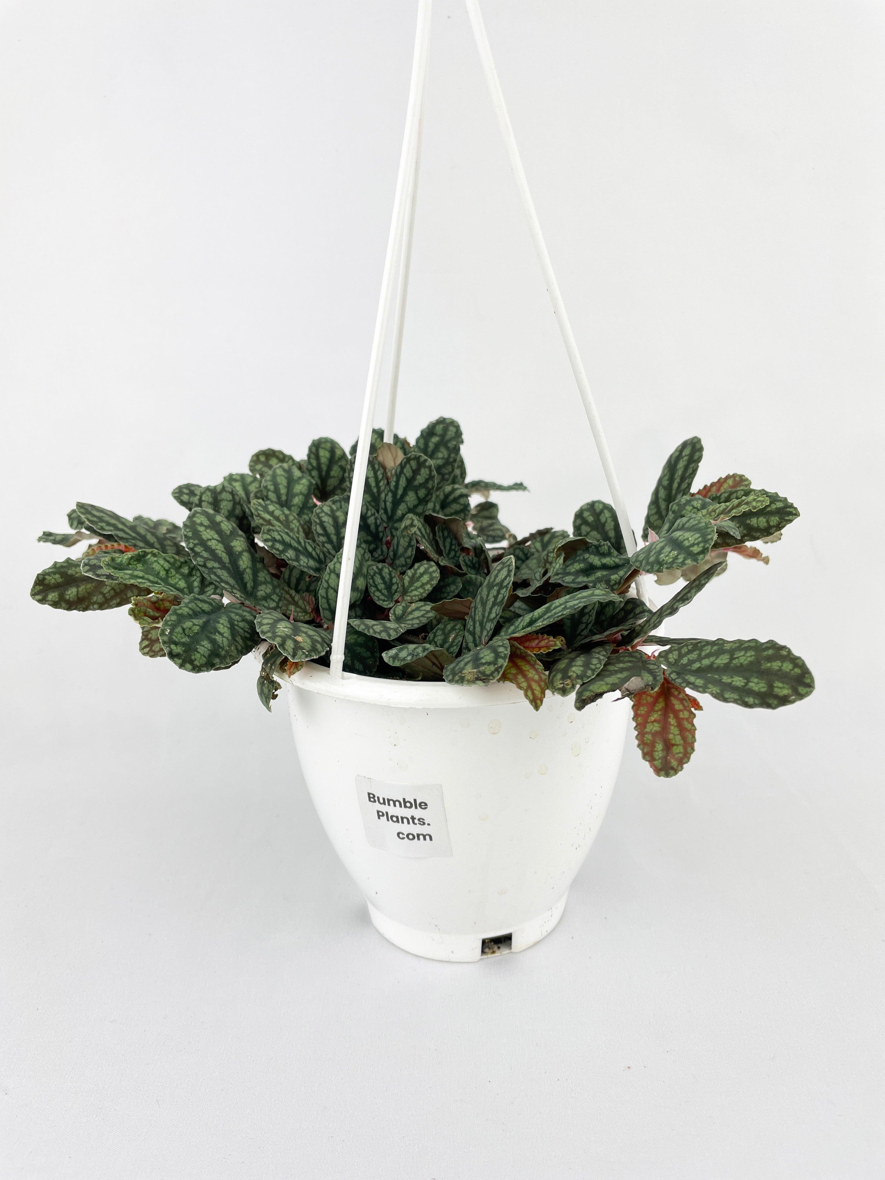 Watermelon Begonia (Pellionia Pulchra)