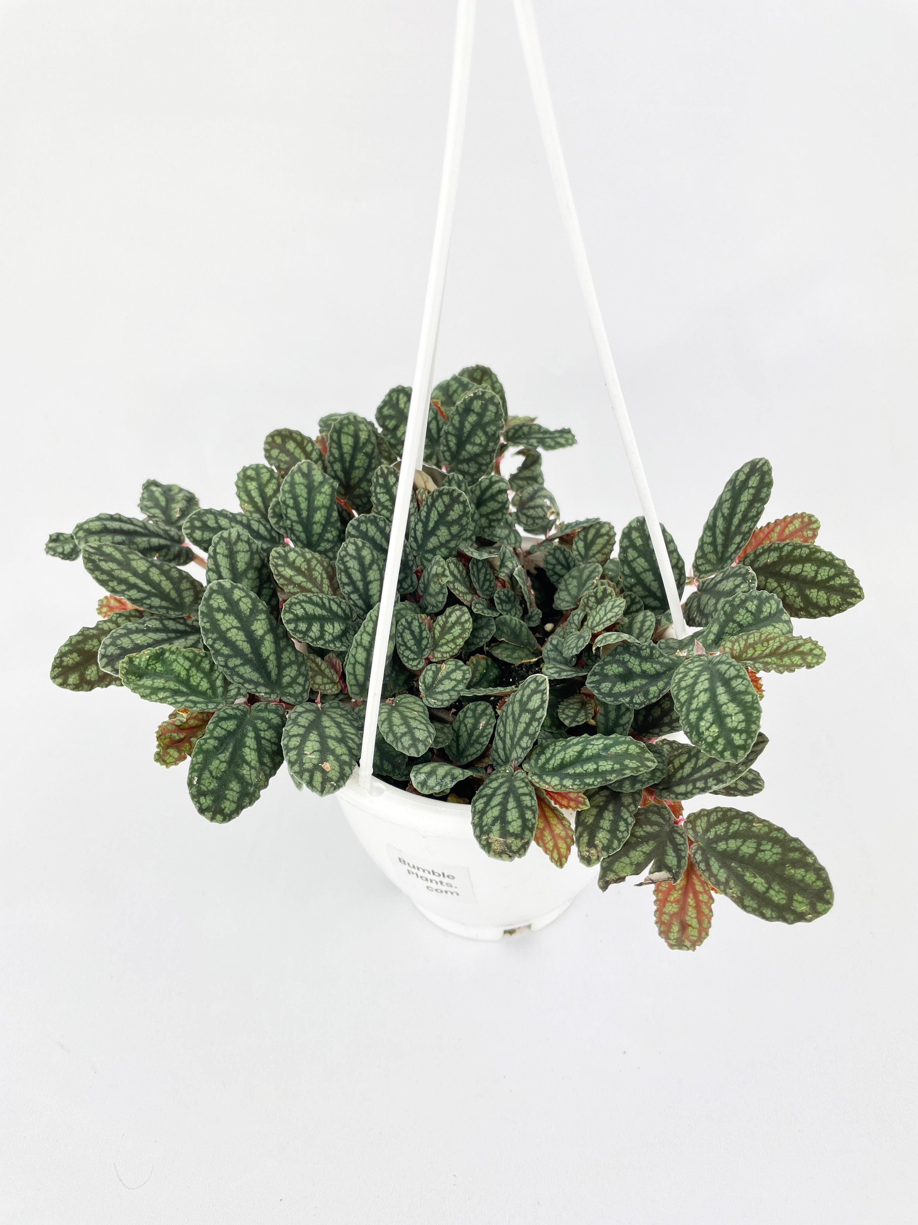 Watermelon Begonia (Pellionia Pulchra)