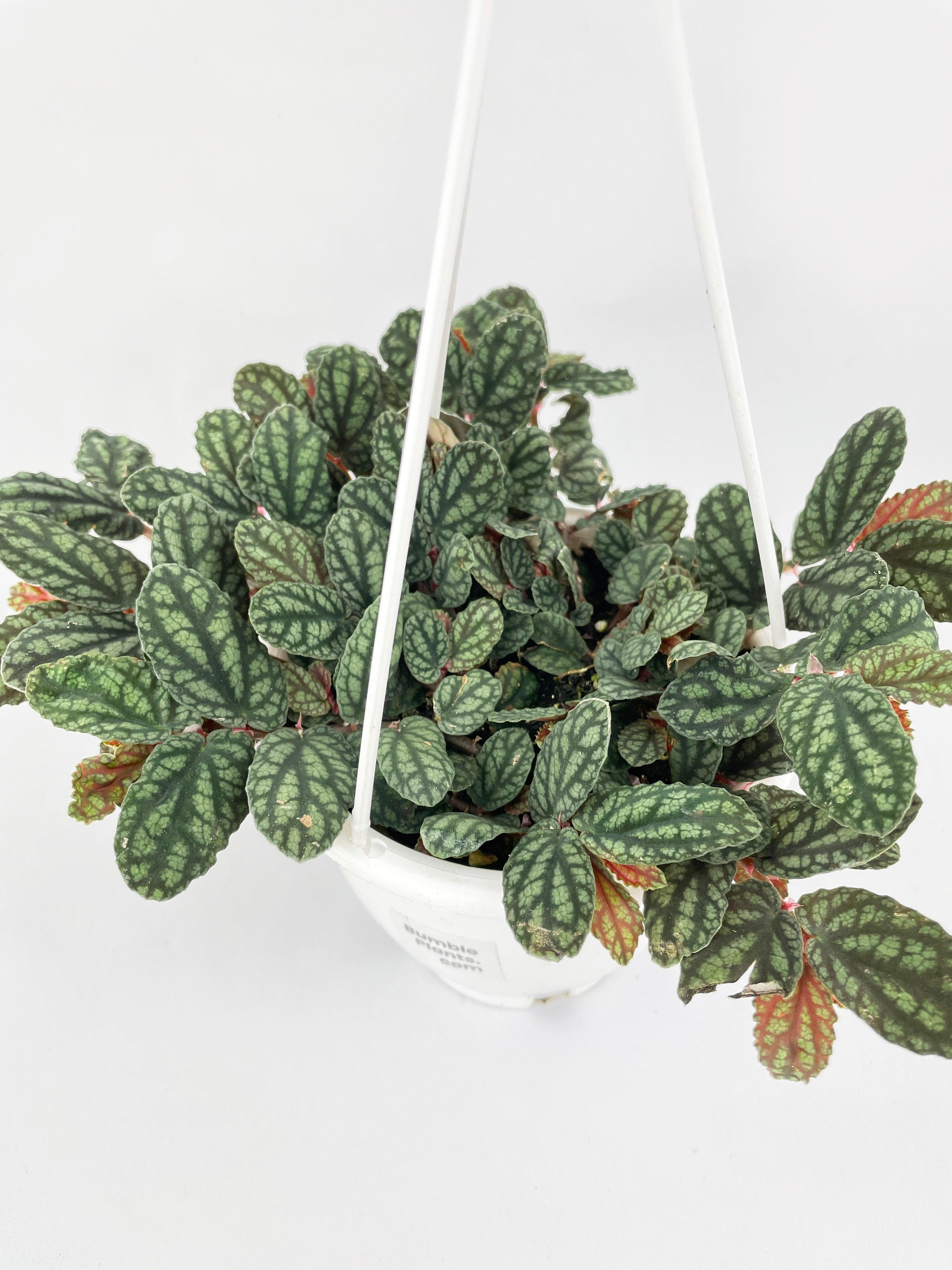 Watermelon Begonia (Pellionia Pulchra)