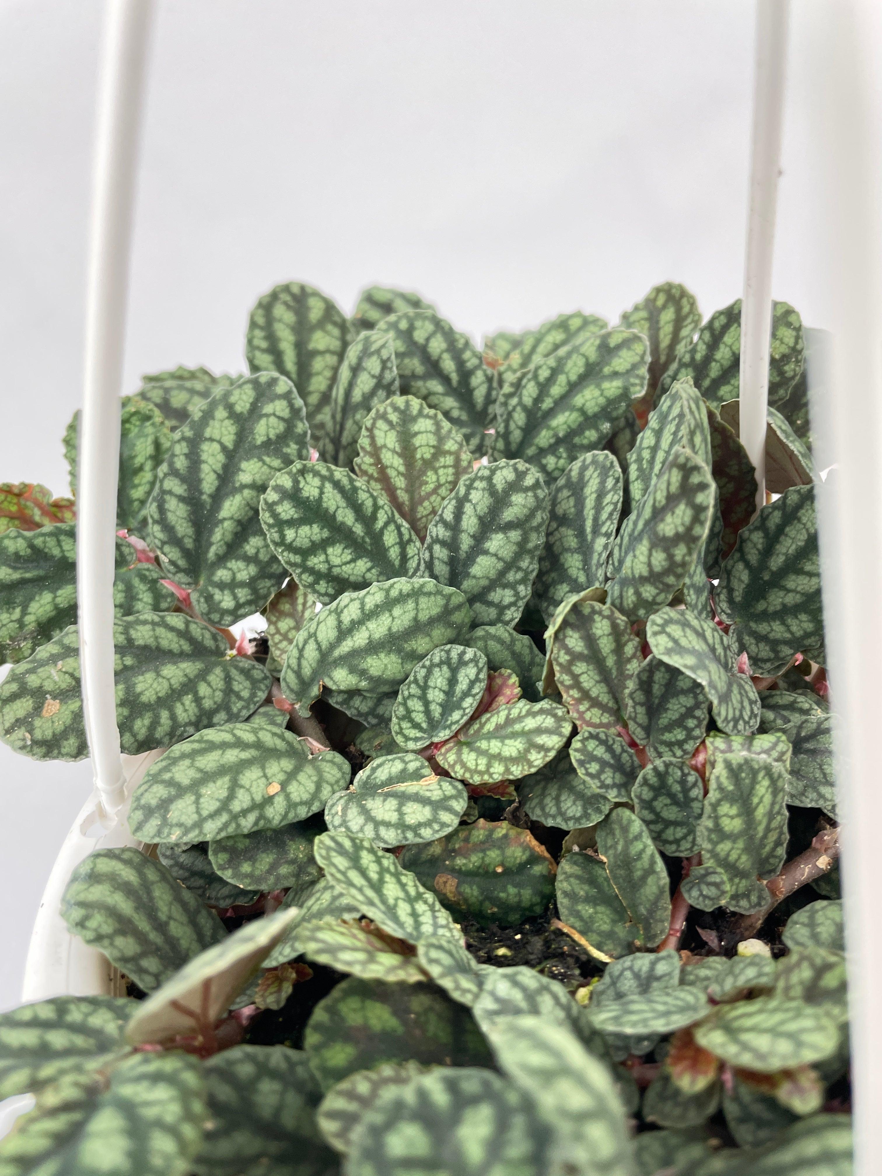 Watermelon Begonia (Pellionia Pulchra)