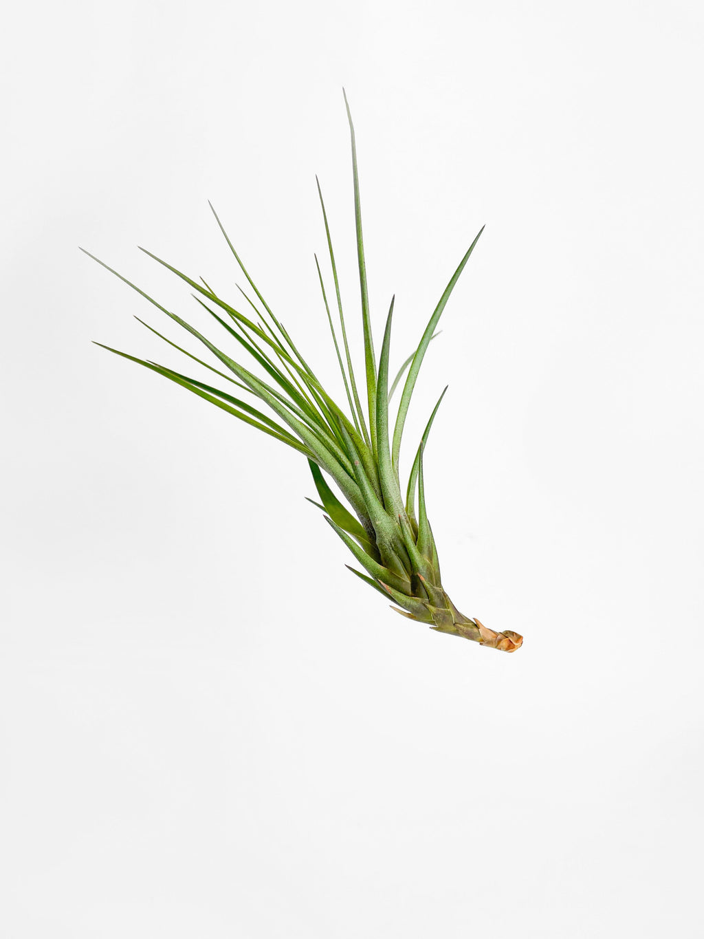 Tillandsia Moonlight Air Plant