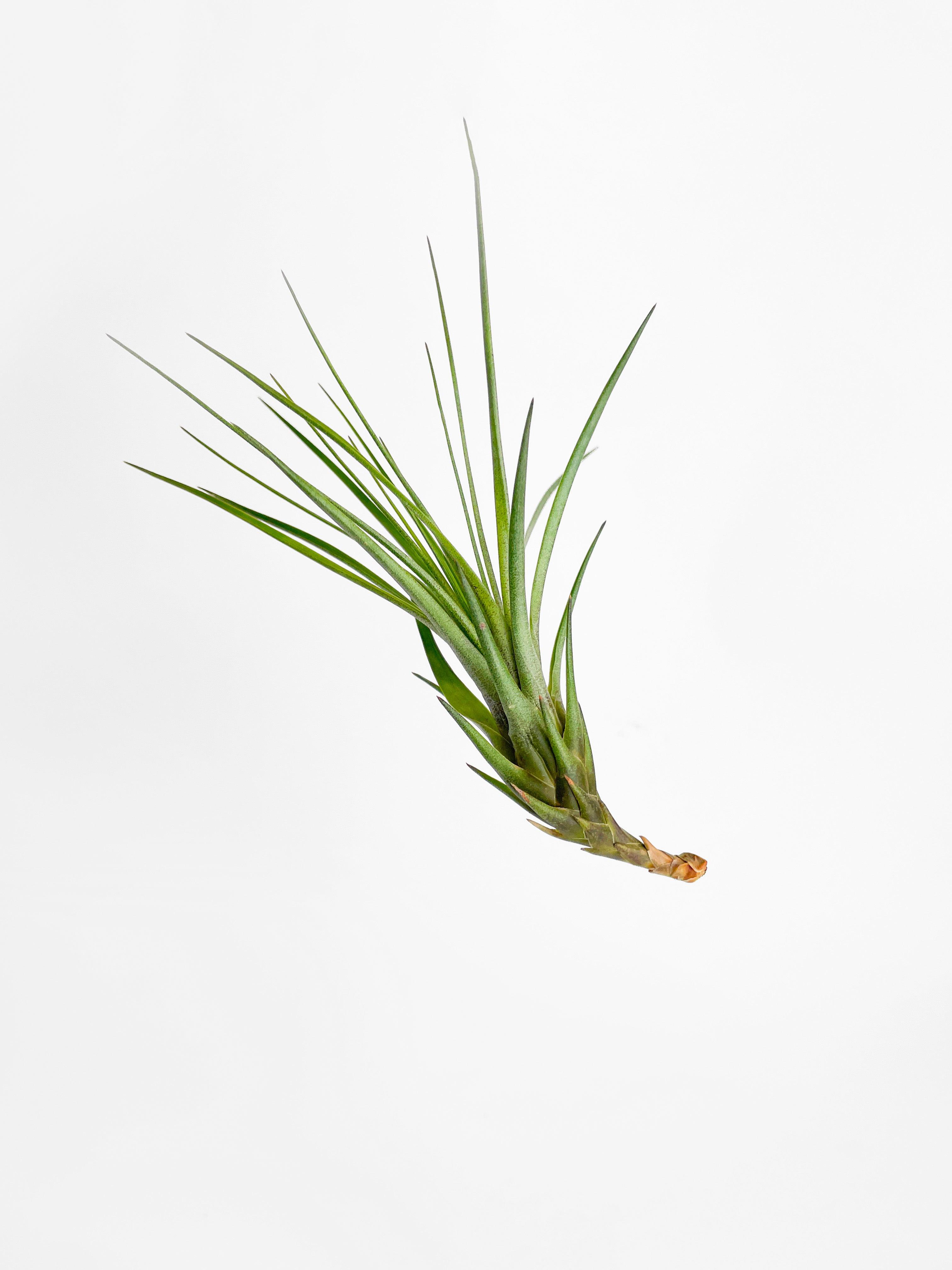 Tillandsia Moonlight Air Plant