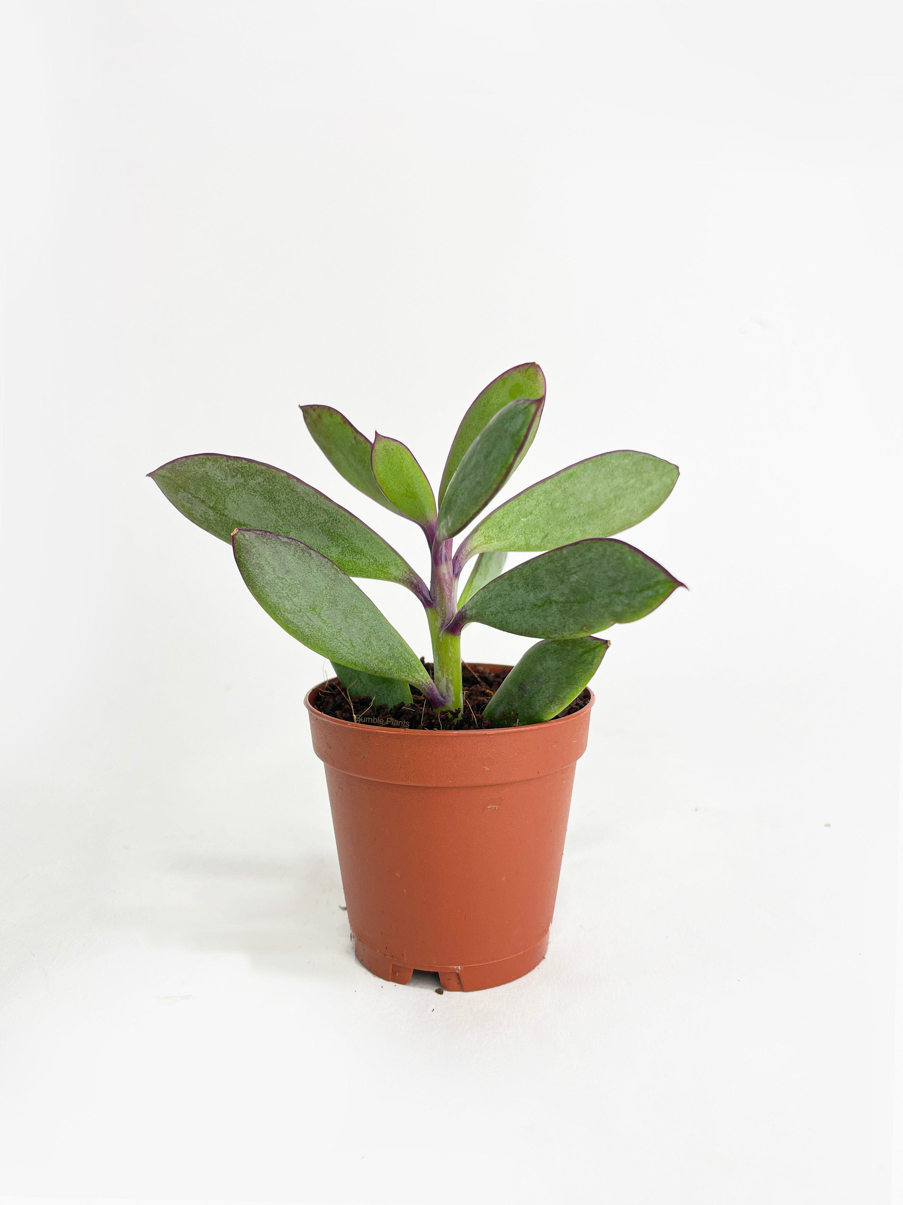 Vertical Leaf Senecio Purple Succulent