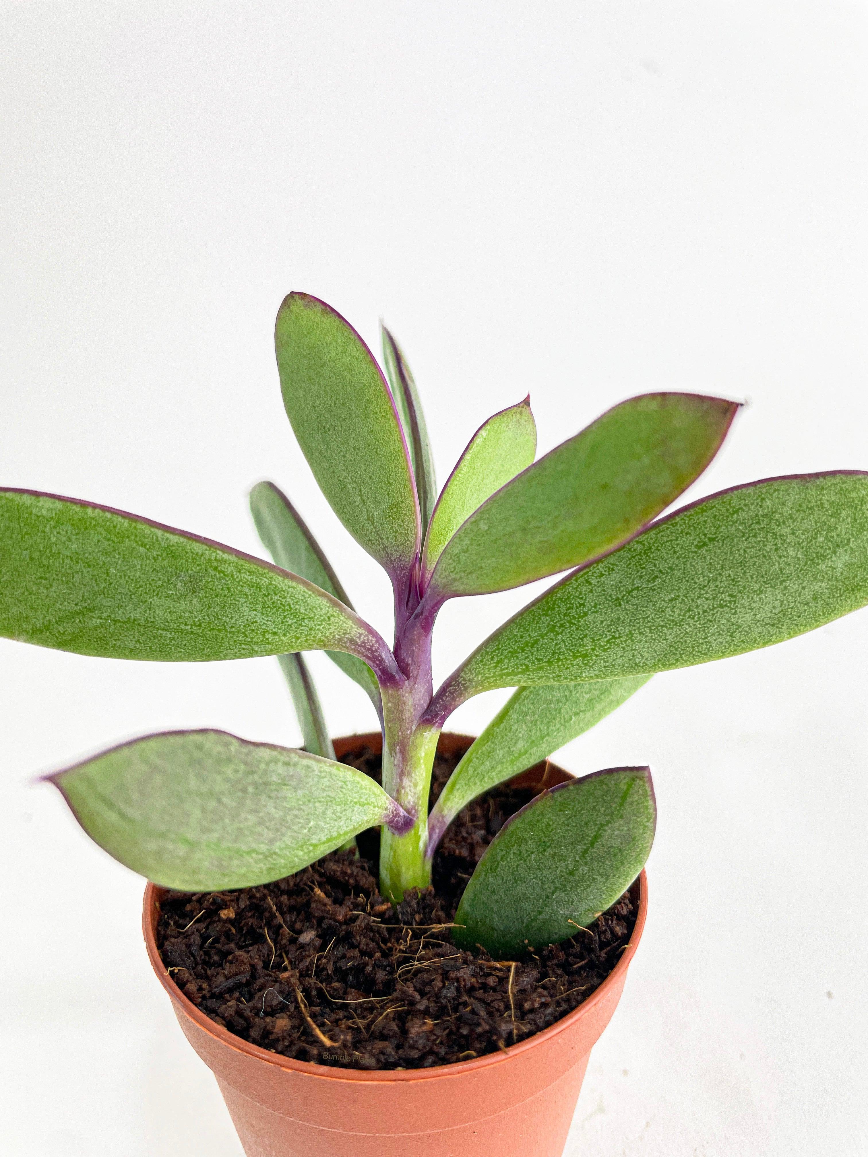 Vertical Leaf Senecio Purple Succulent