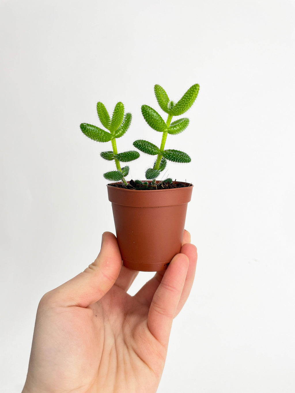 Hedgehog Ice Plant Succulent