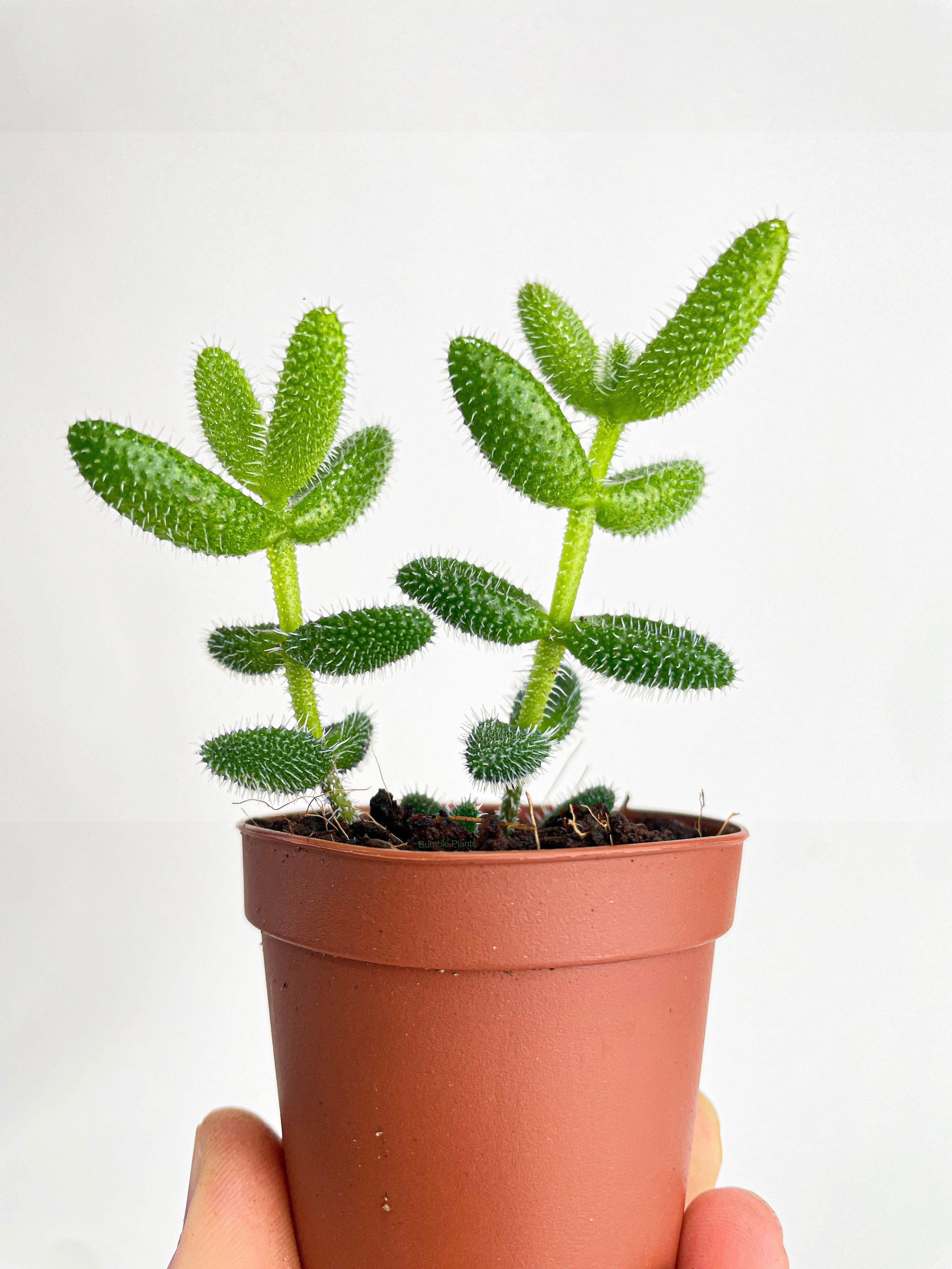 Hedgehog Ice Plant Succulent