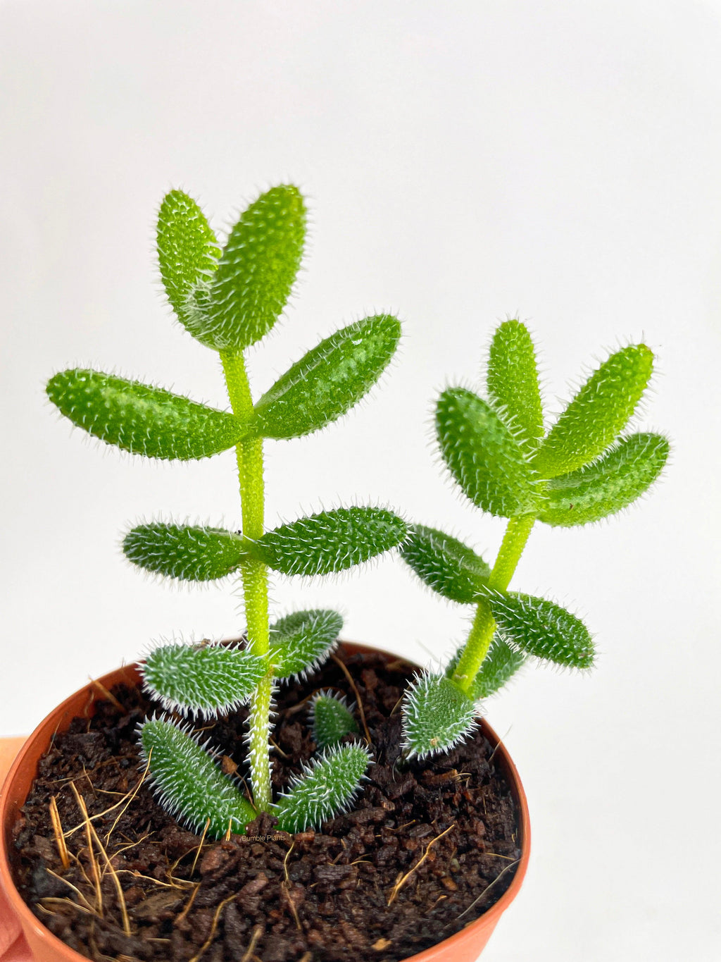 Hedgehog Ice Plant Succulent