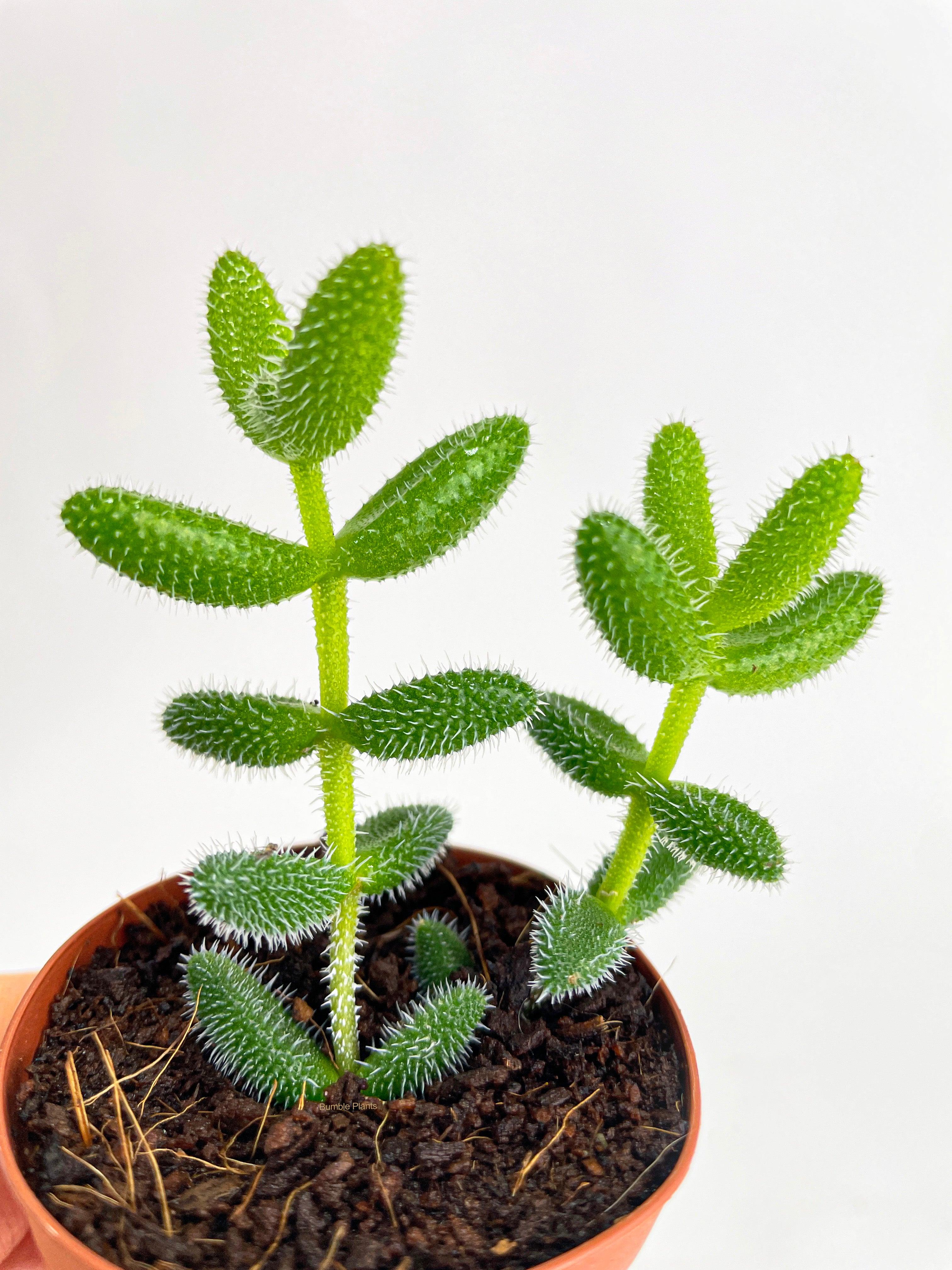 Hedgehog Ice Plant Succulent