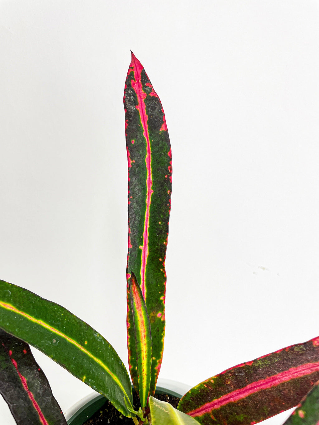 Croton 'Mammy and Daughter'