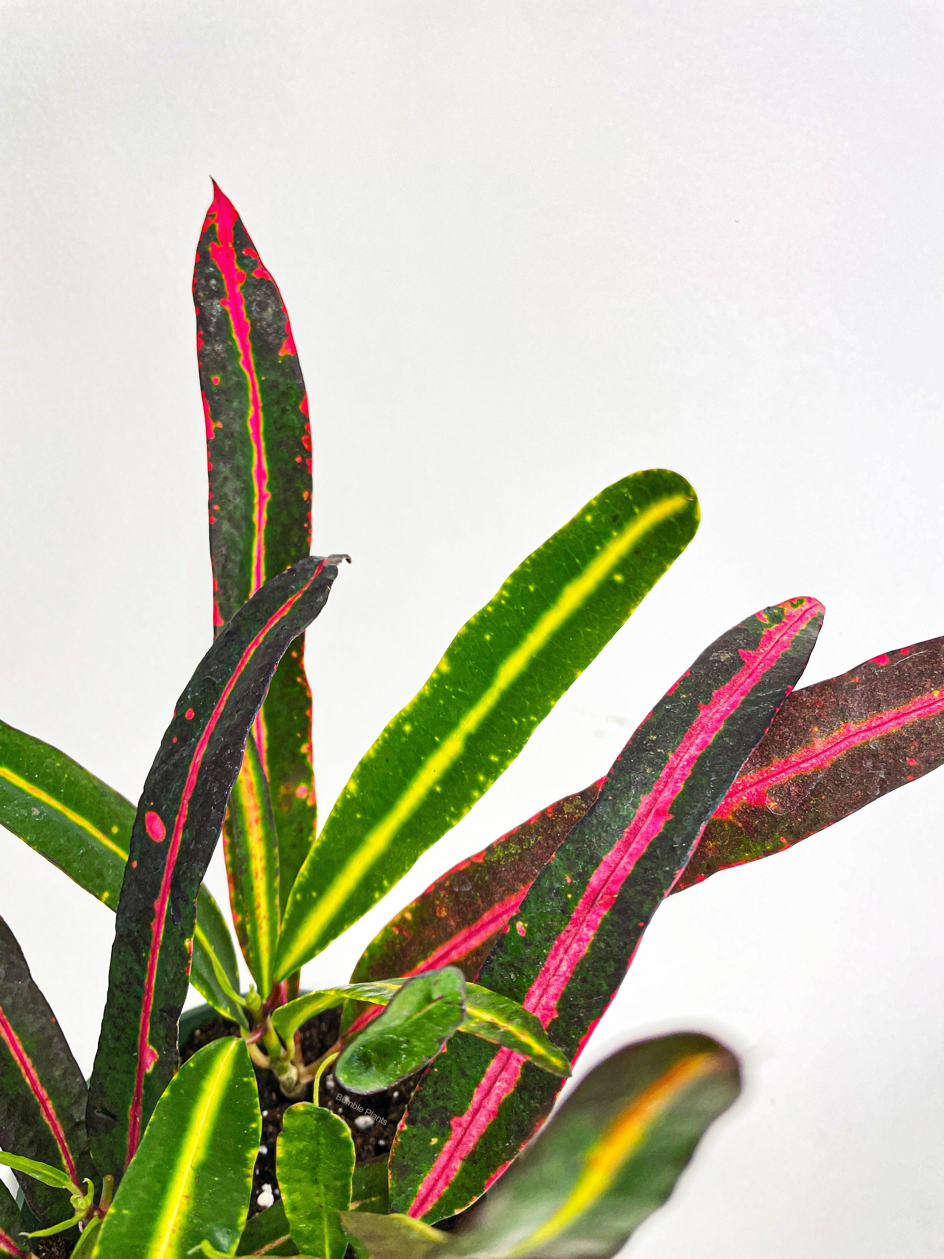 Croton 'Mammy and Daughter'