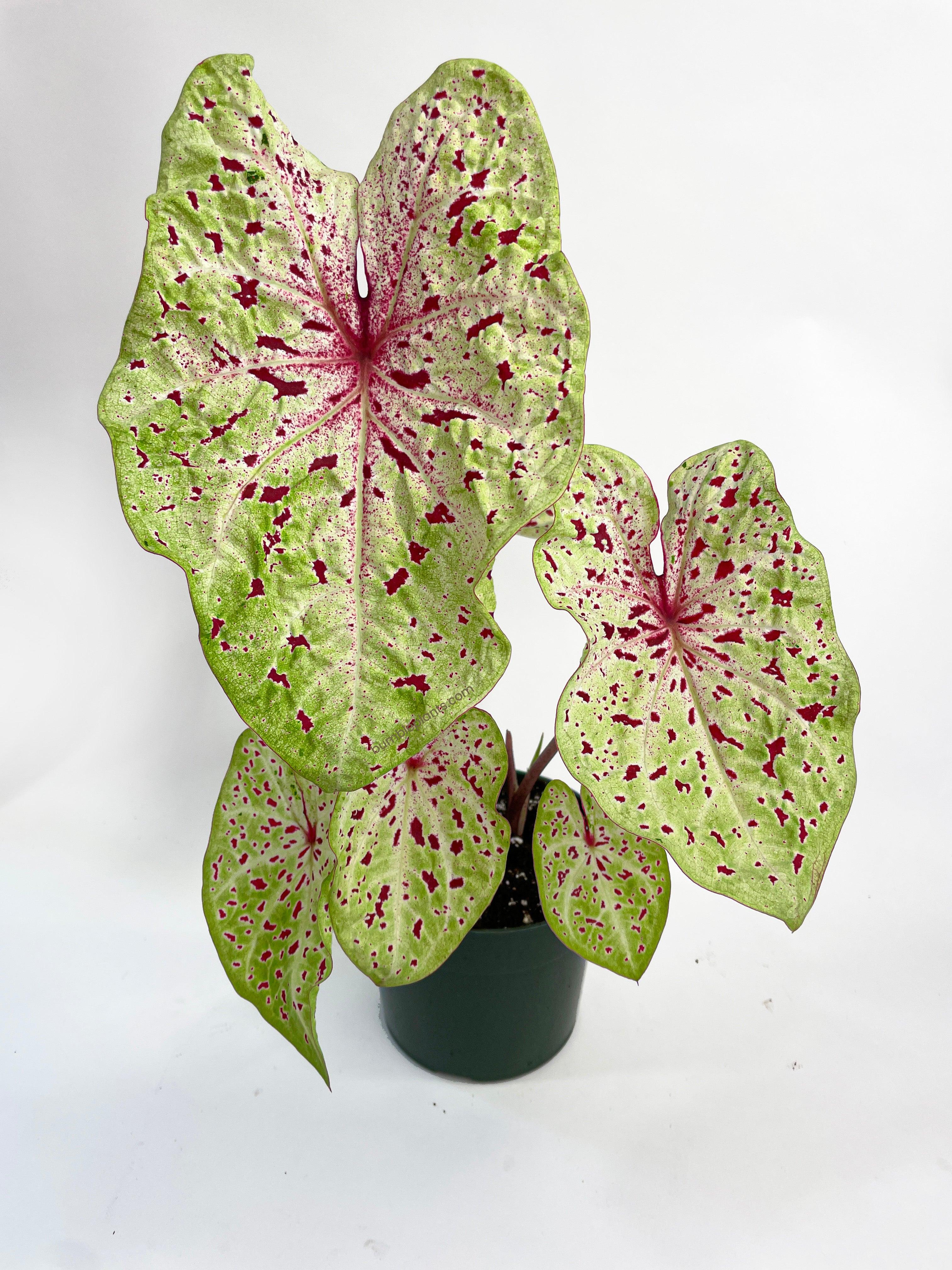 Caladium Miss Muffet