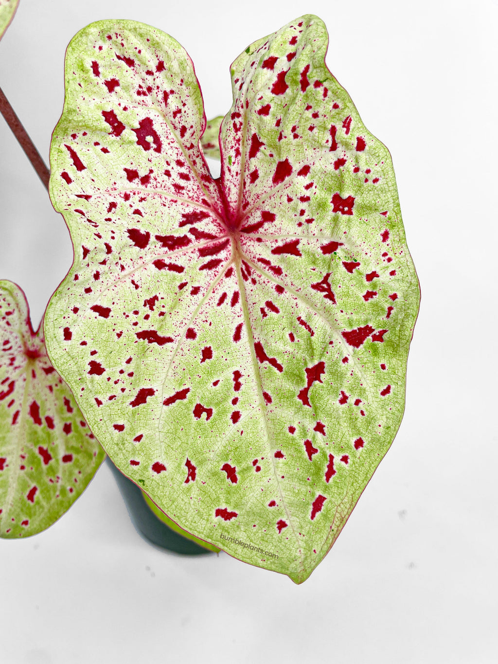 Caladium Miss Muffet