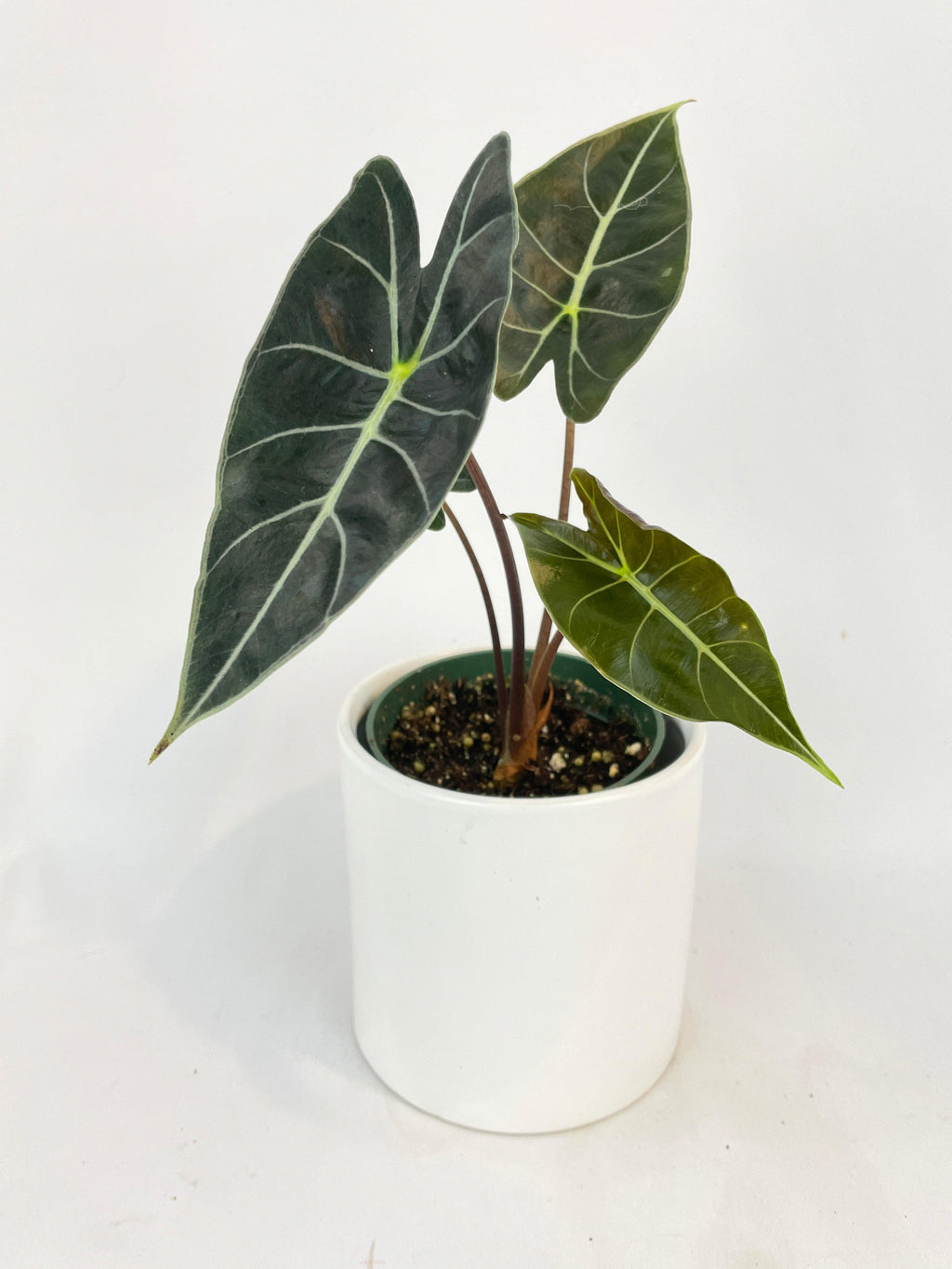 Alocasia Dragon Tooth Longiloba