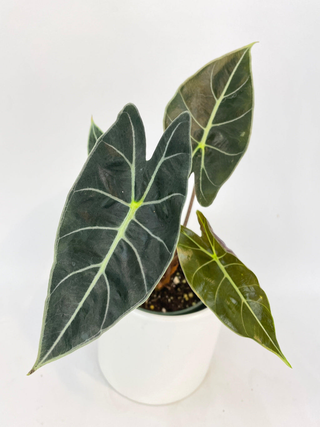 Alocasia Dragon Tooth Longiloba