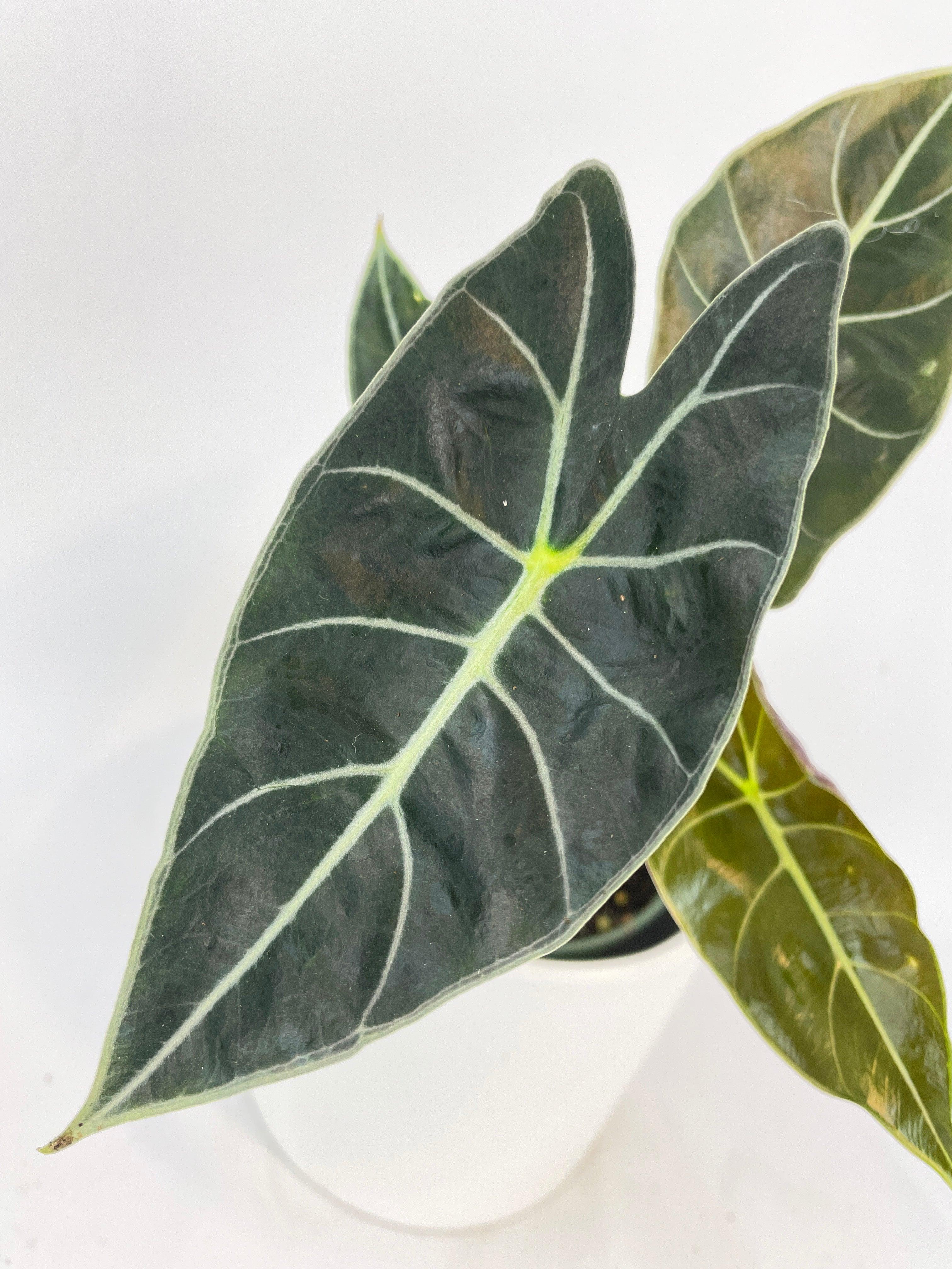 Alocasia Dragon Tooth Longiloba