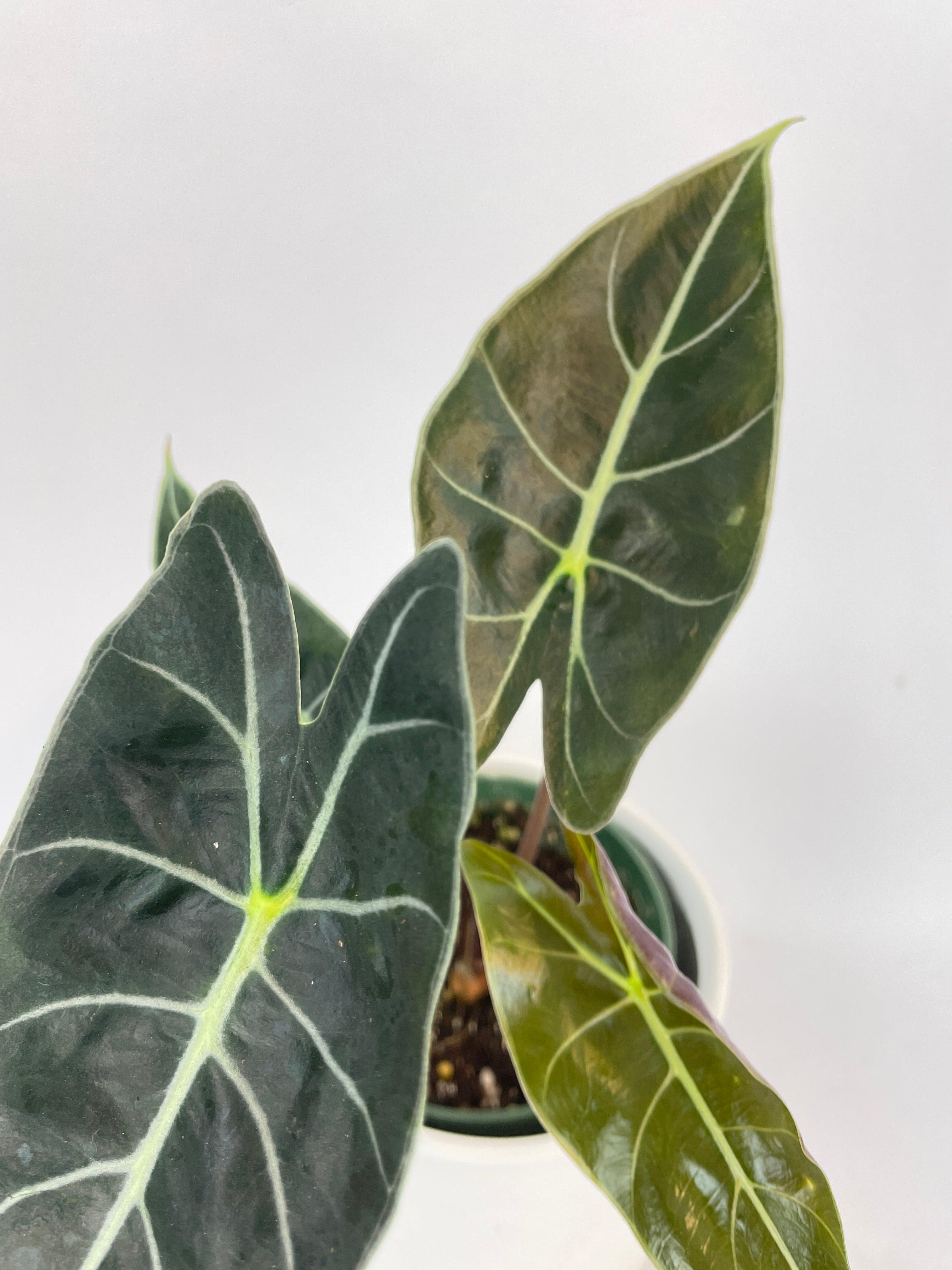 Alocasia Dragon Tooth Longiloba