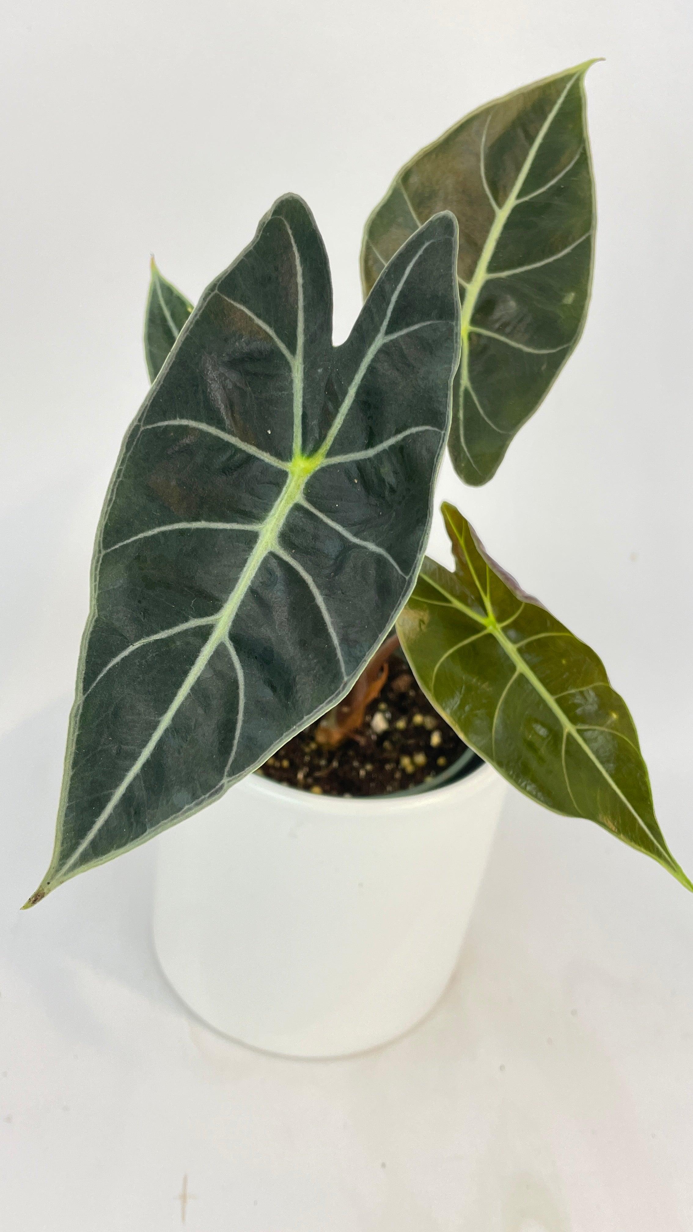Alocasia Dragon Tooth Longiloba