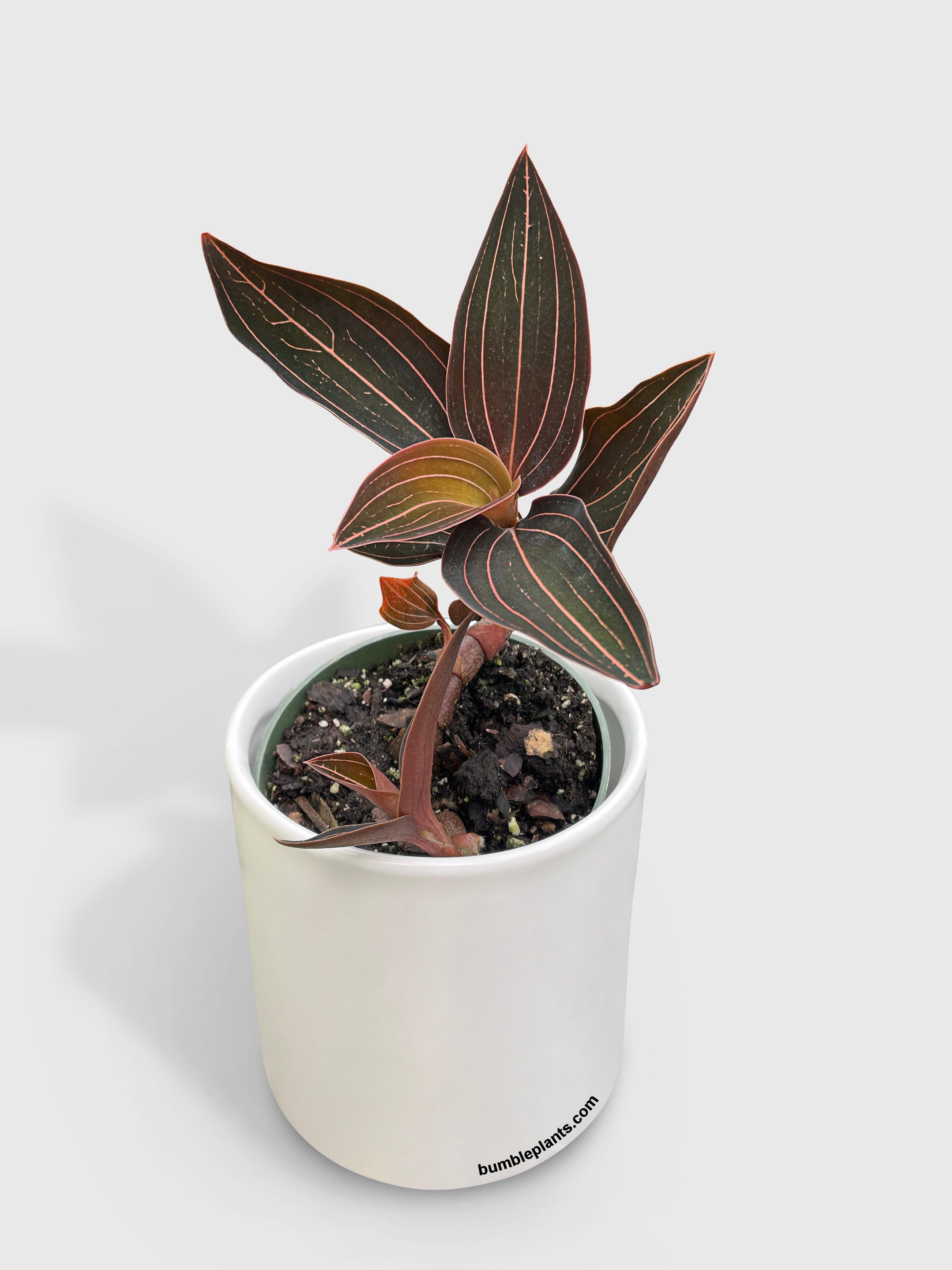 Jewel Orchid Ludisia Discolor