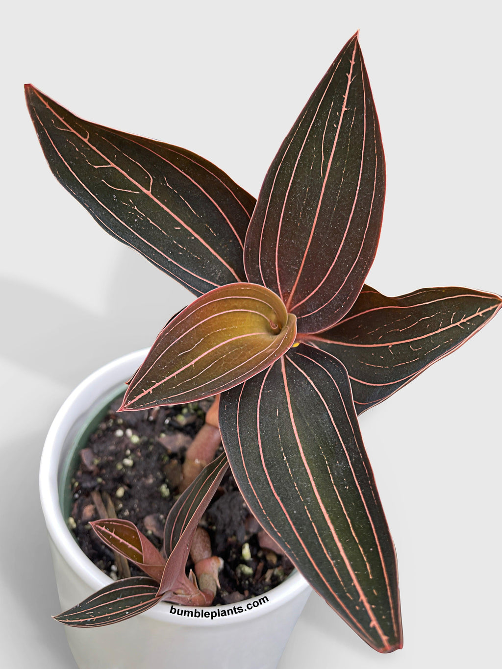 Jewel Orchid Ludisia Discolor