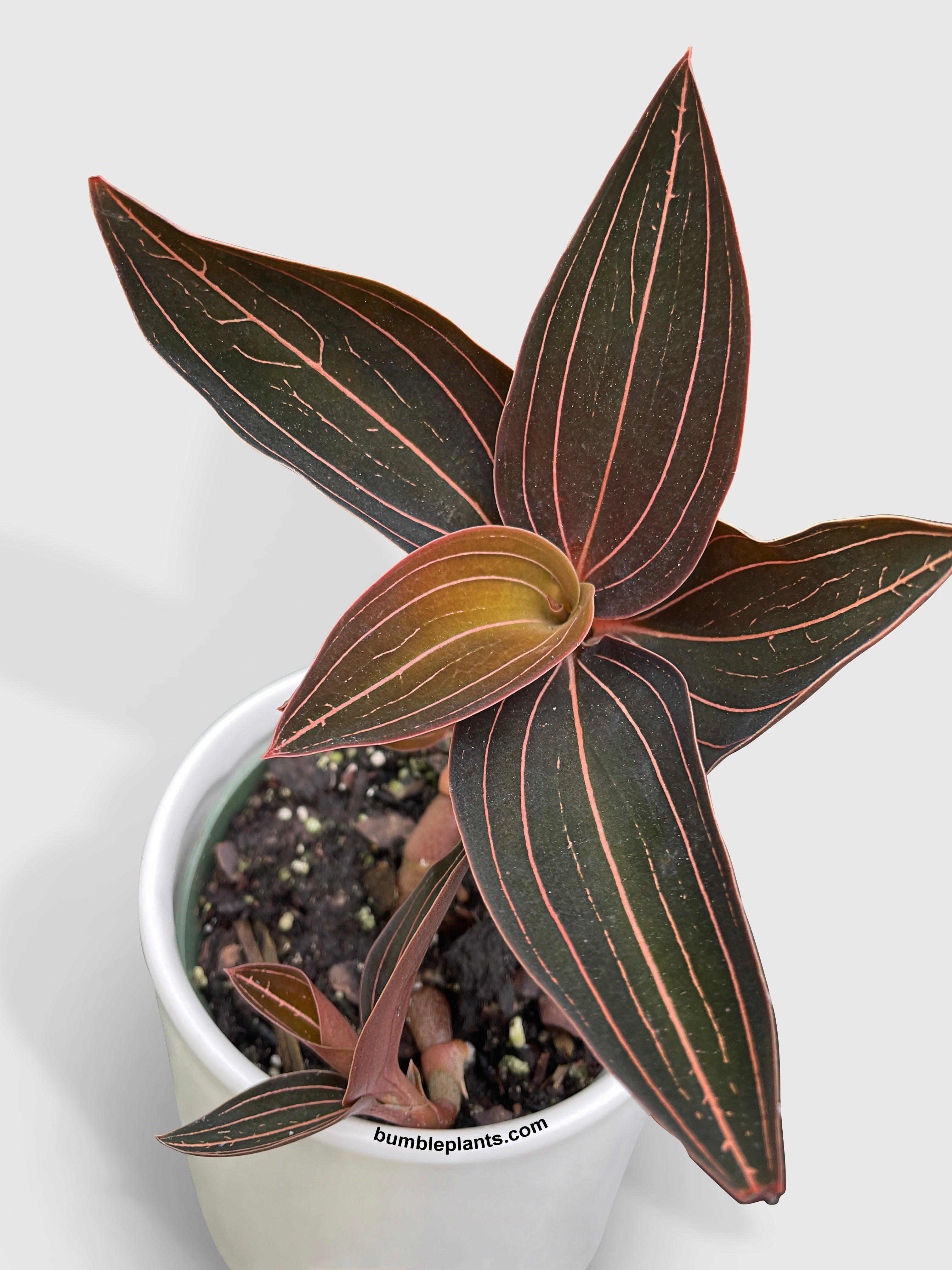 Jewel Orchid Ludisia Discolor