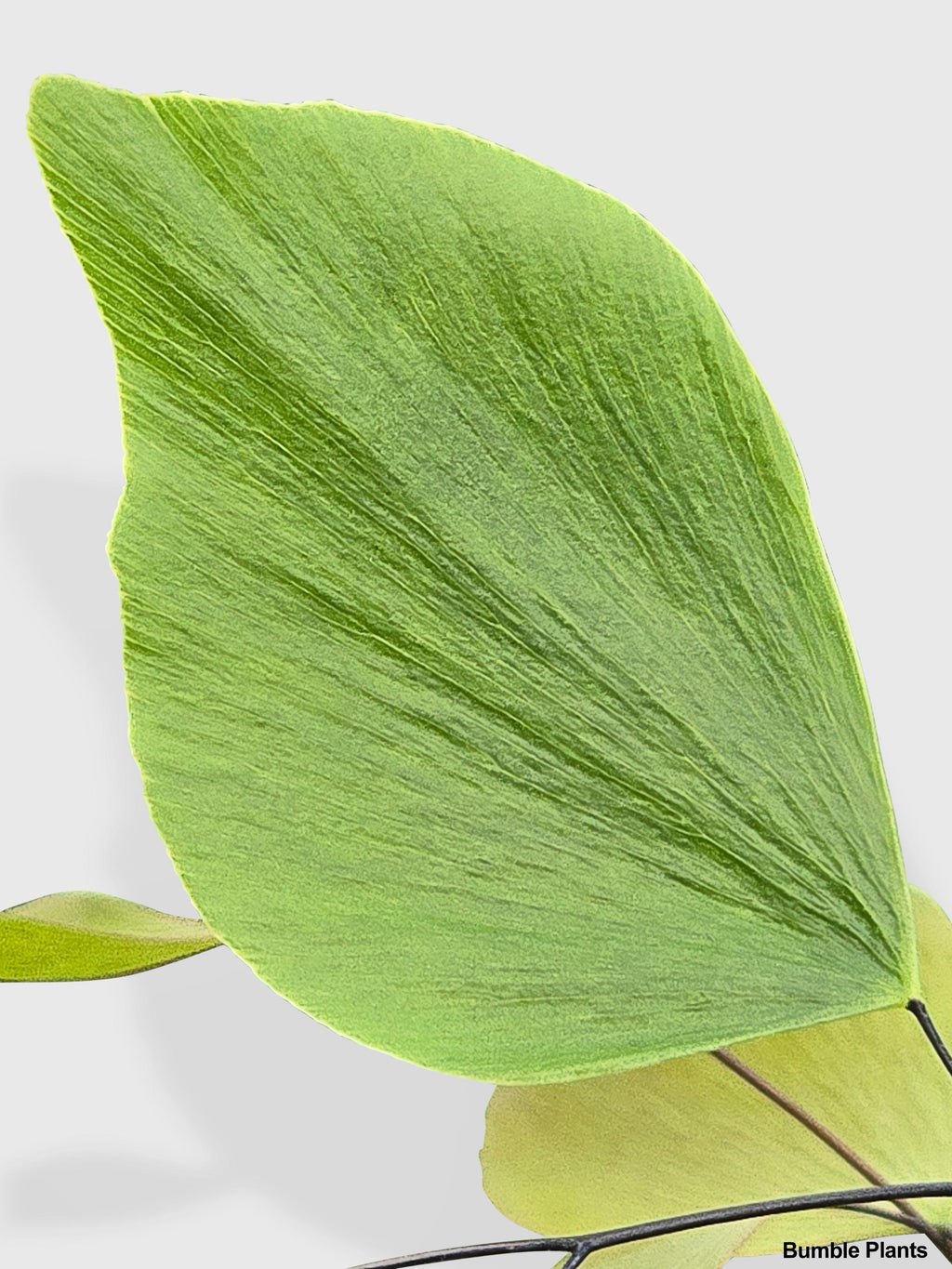 Maidenhair Silver Dollar Fern 'Adiantum Peruvianum'
