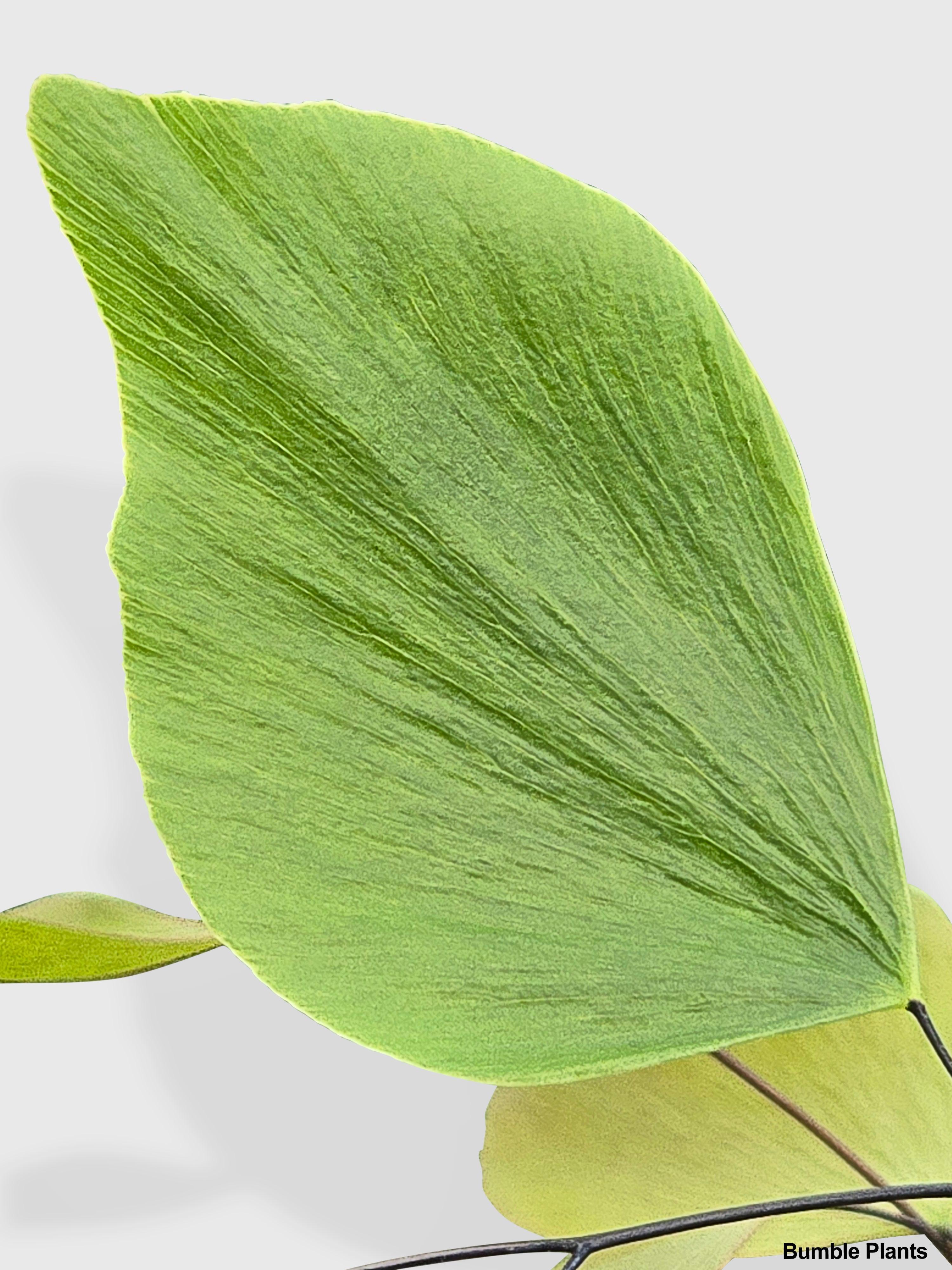 Maidenhair Silver Dollar Fern 'Adiantum Peruvianum'