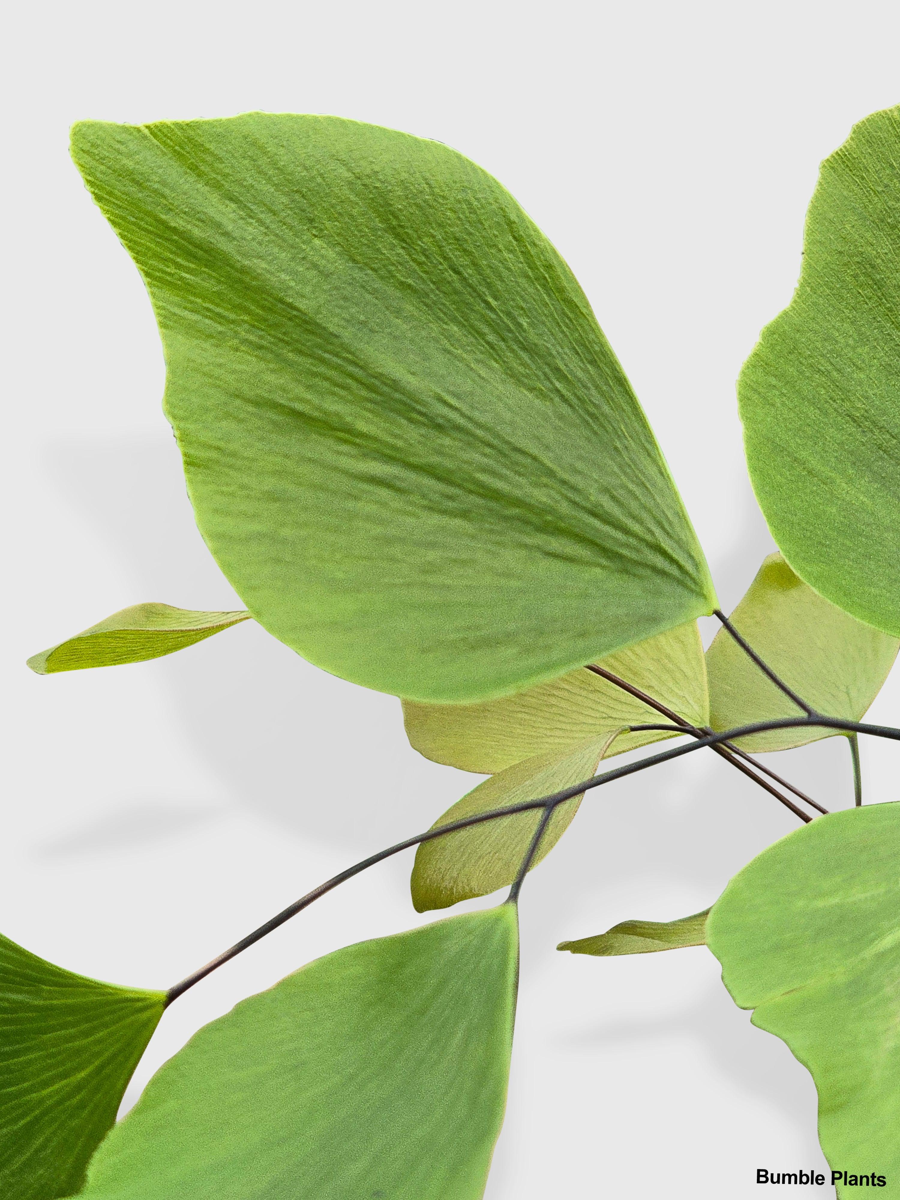 Maidenhair Silver Dollar Fern 'Adiantum Peruvianum'