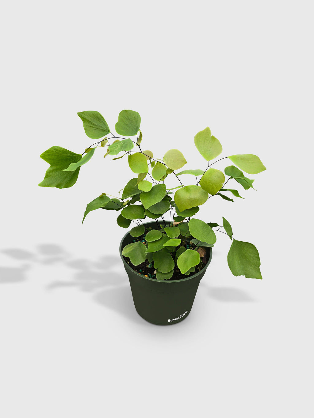 Maidenhair Silver Dollar Fern 'Adiantum Peruvianum'