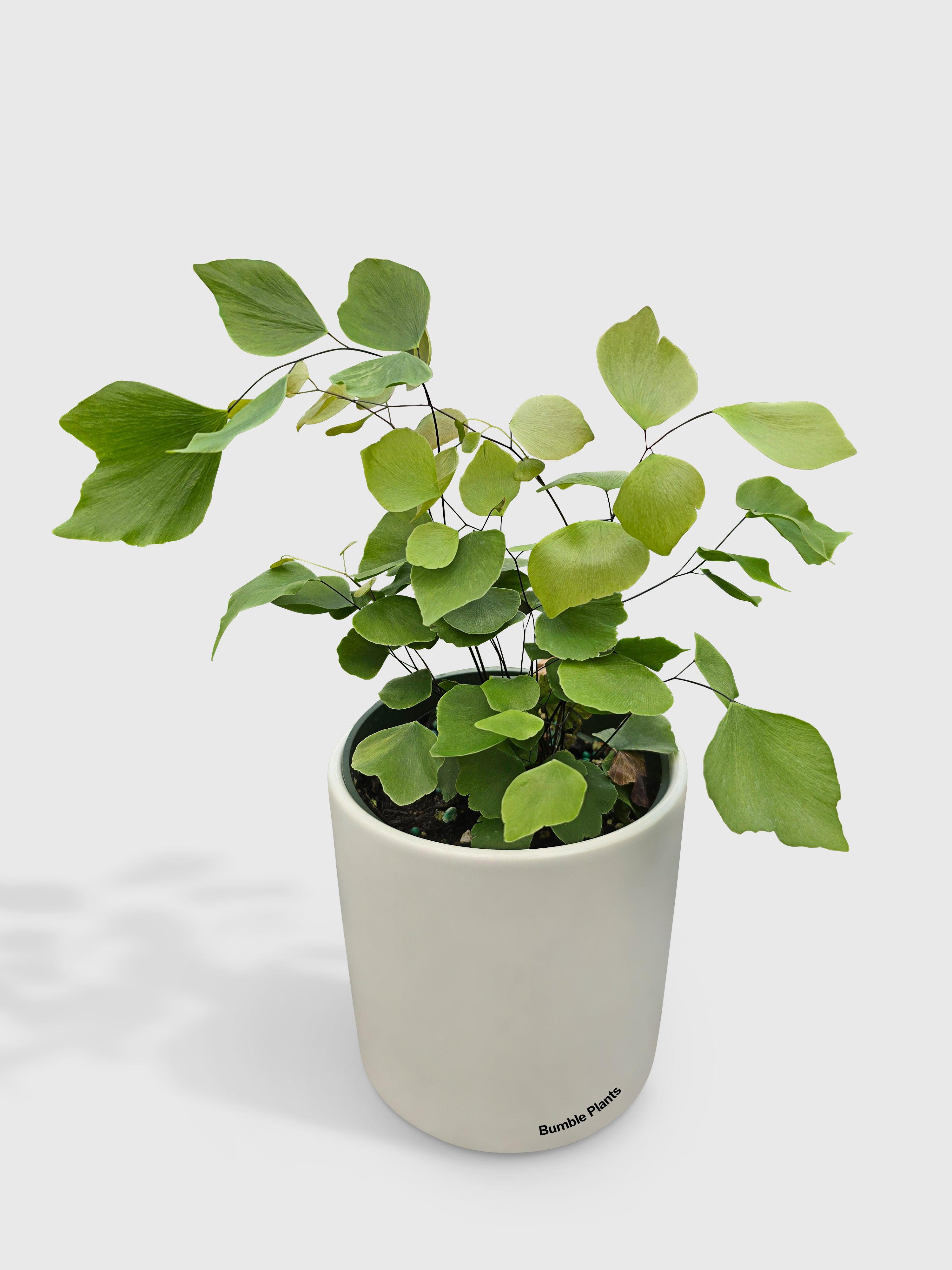 Maidenhair Silver Dollar Fern 'Adiantum Peruvianum'