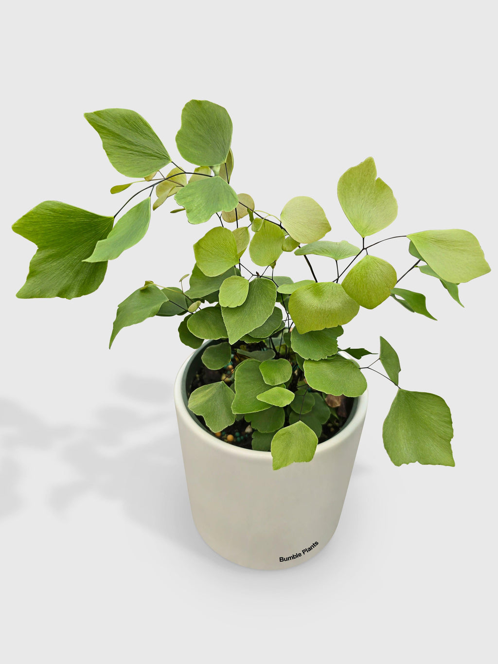 Maidenhair Silver Dollar Fern 'Adiantum Peruvianum'