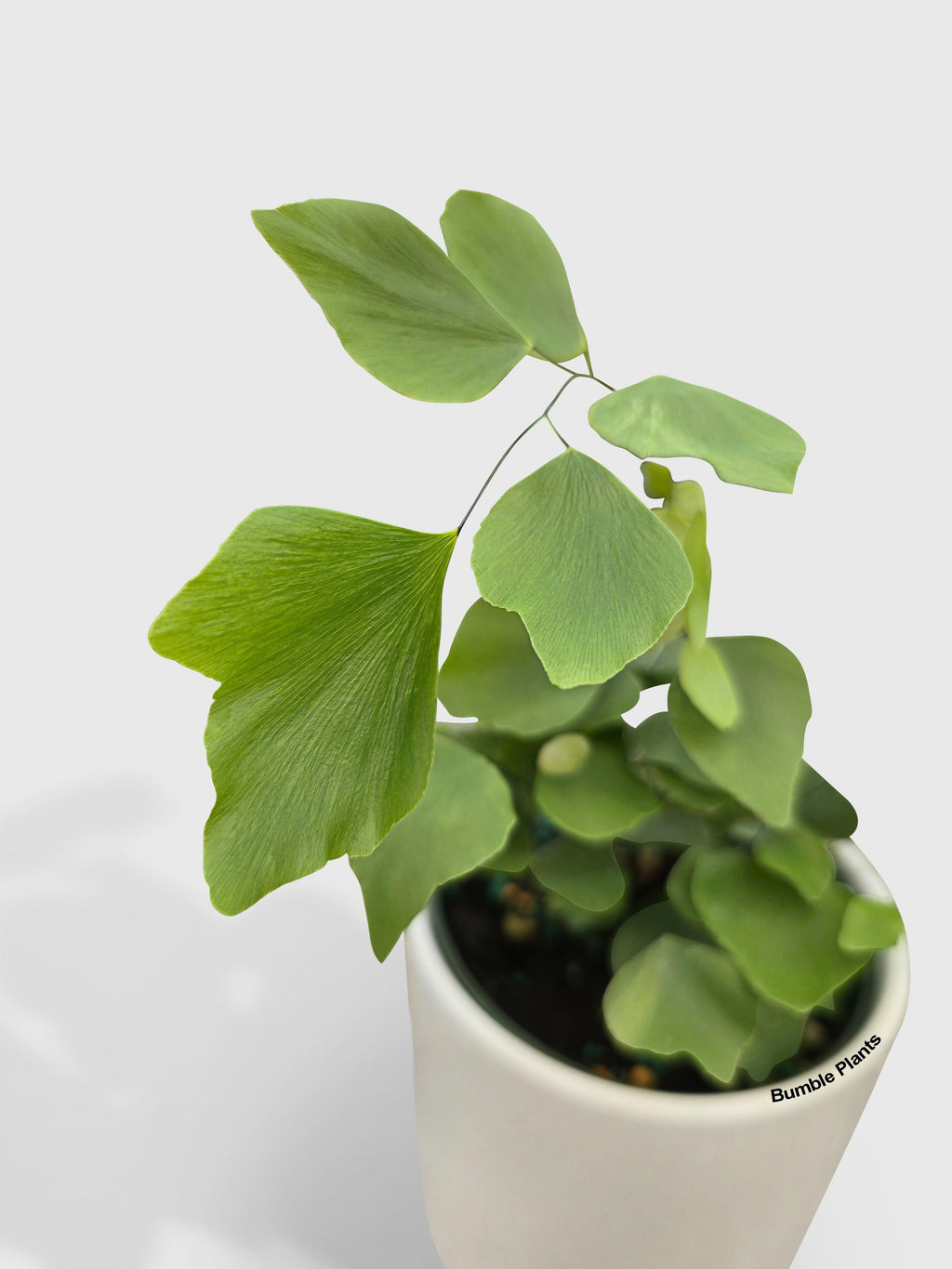 Maidenhair Silver Dollar Fern 'Adiantum Peruvianum'