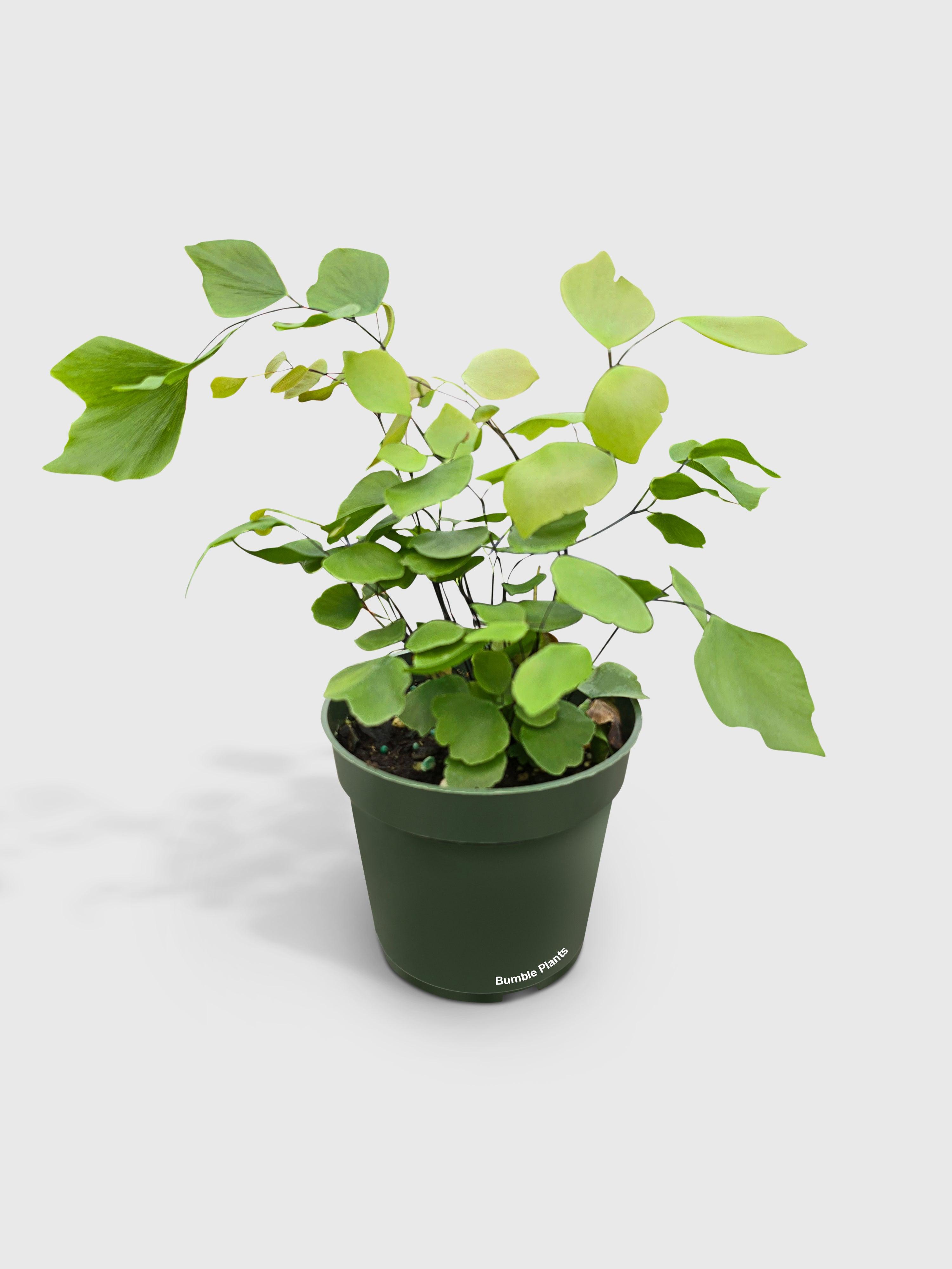 Maidenhair Silver Dollar Fern 'Adiantum Peruvianum'