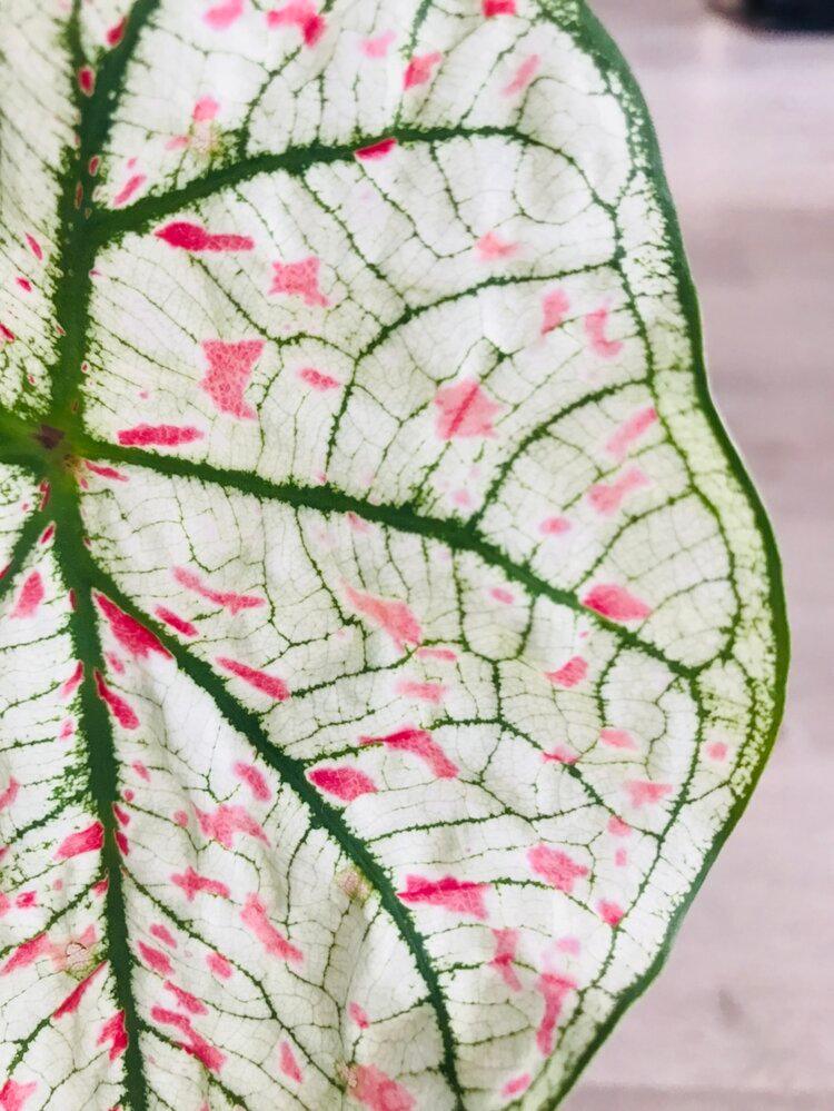 Caladium Marie Moir Pink "Polka Dot"