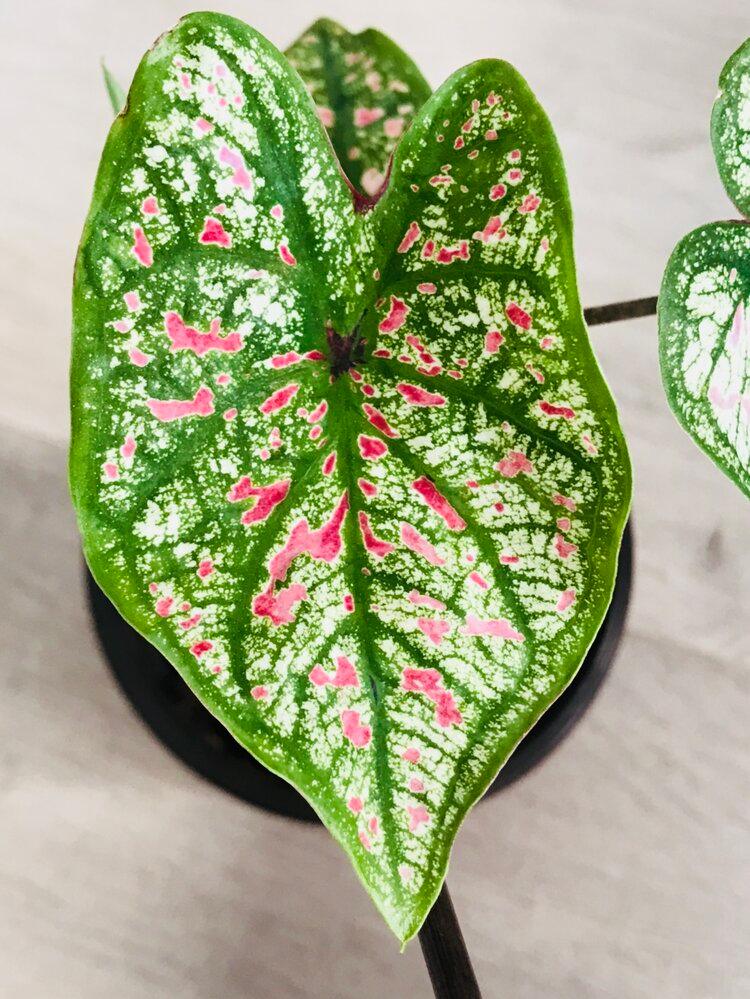 Caladium Marie Moir Pink "Polka Dot"