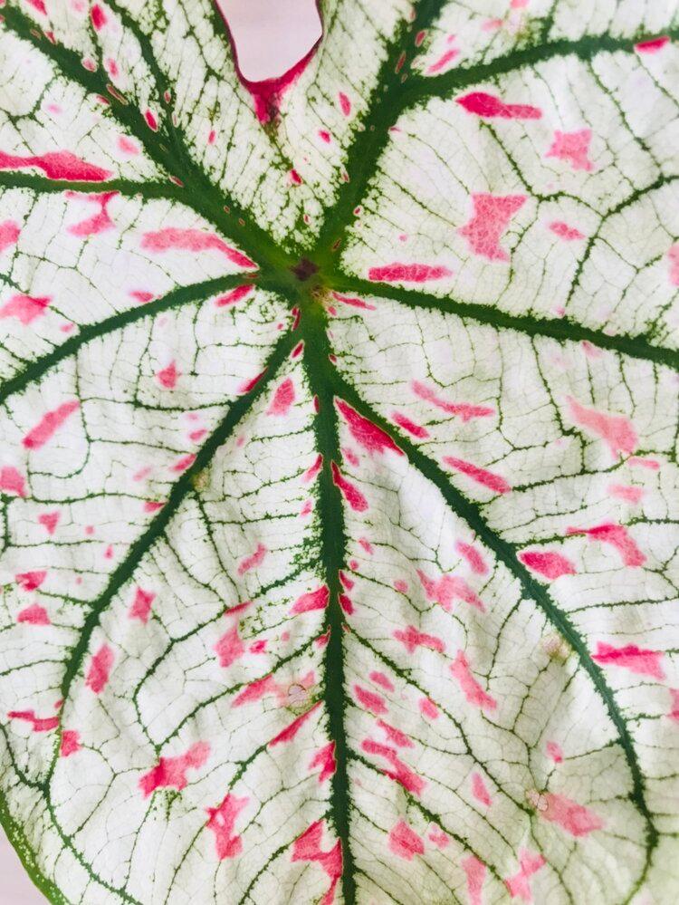 Caladium Marie Moir Pink "Polka Dot"