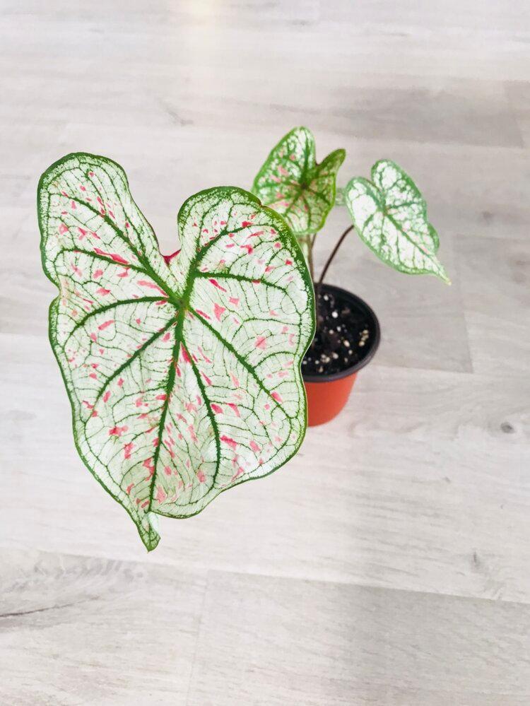 Caladium Marie Moir Pink "Polka Dot"