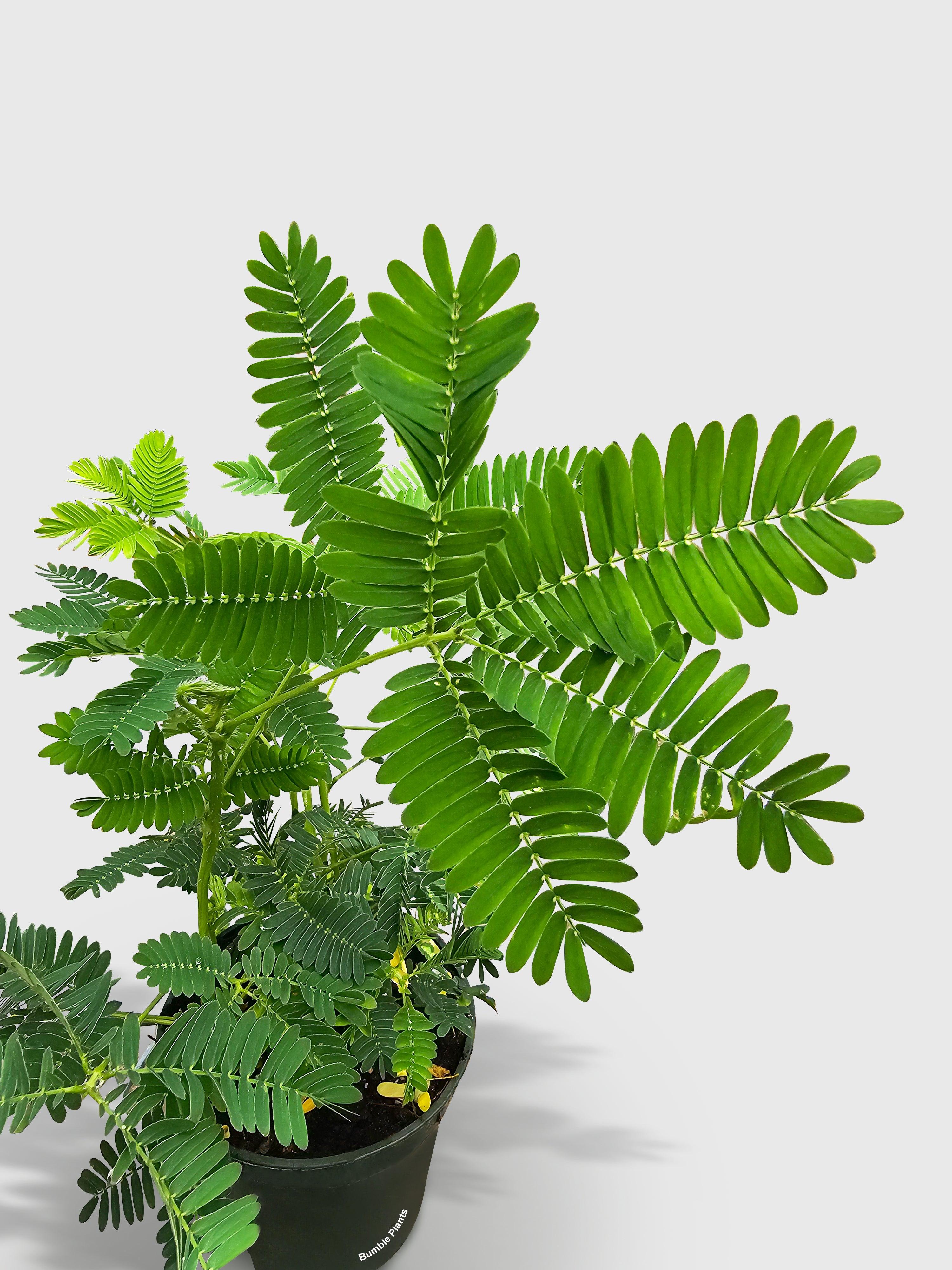 Mimosa Pudica Shame Sensitive Plant