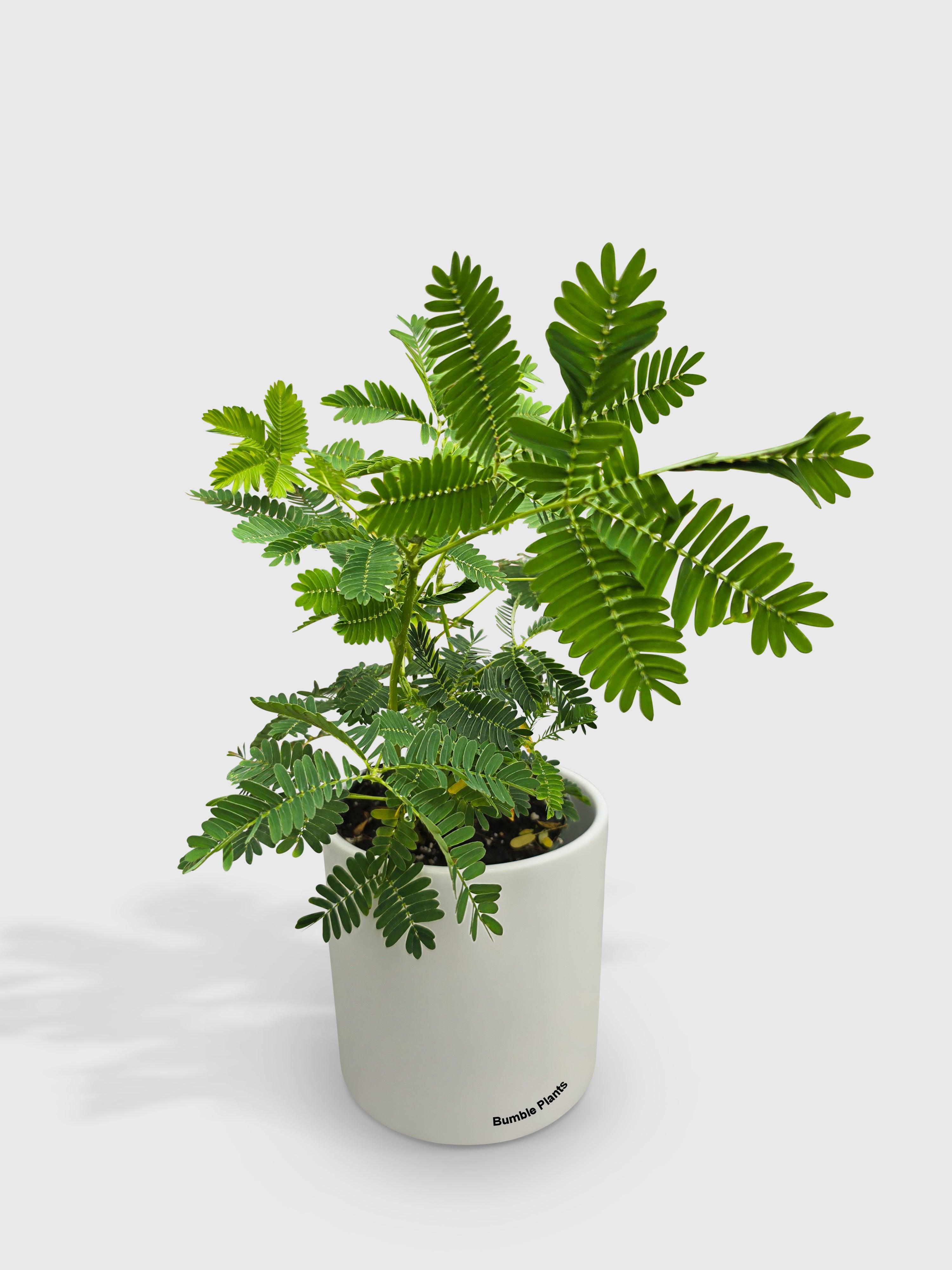 Mimosa Pudica Shame Sensitive Plant