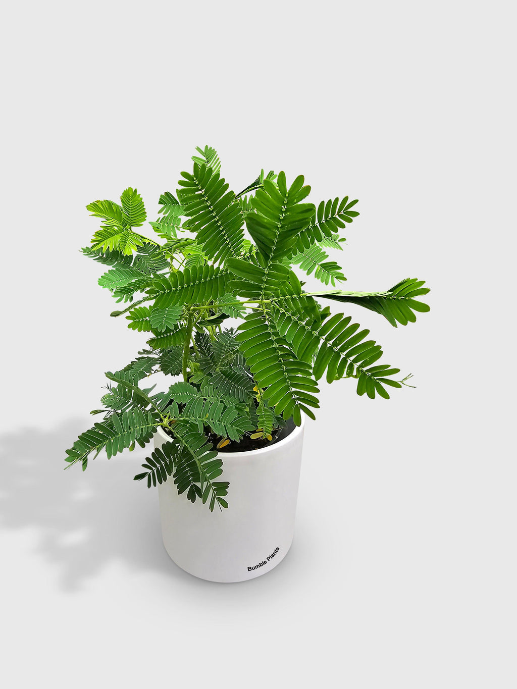 Mimosa Pudica Shame Sensitive Plant