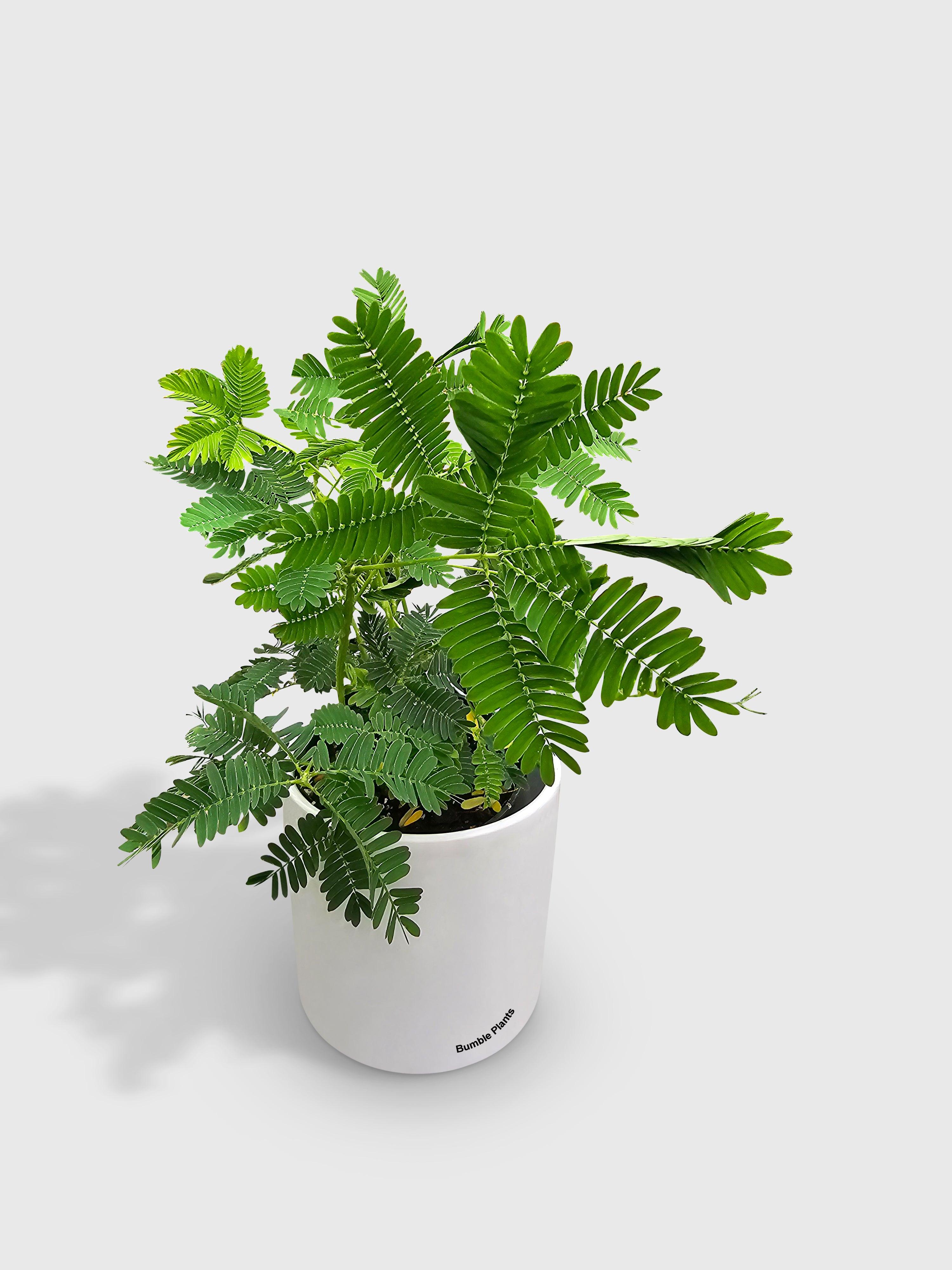 Mimosa Pudica Shame Sensitive Plant